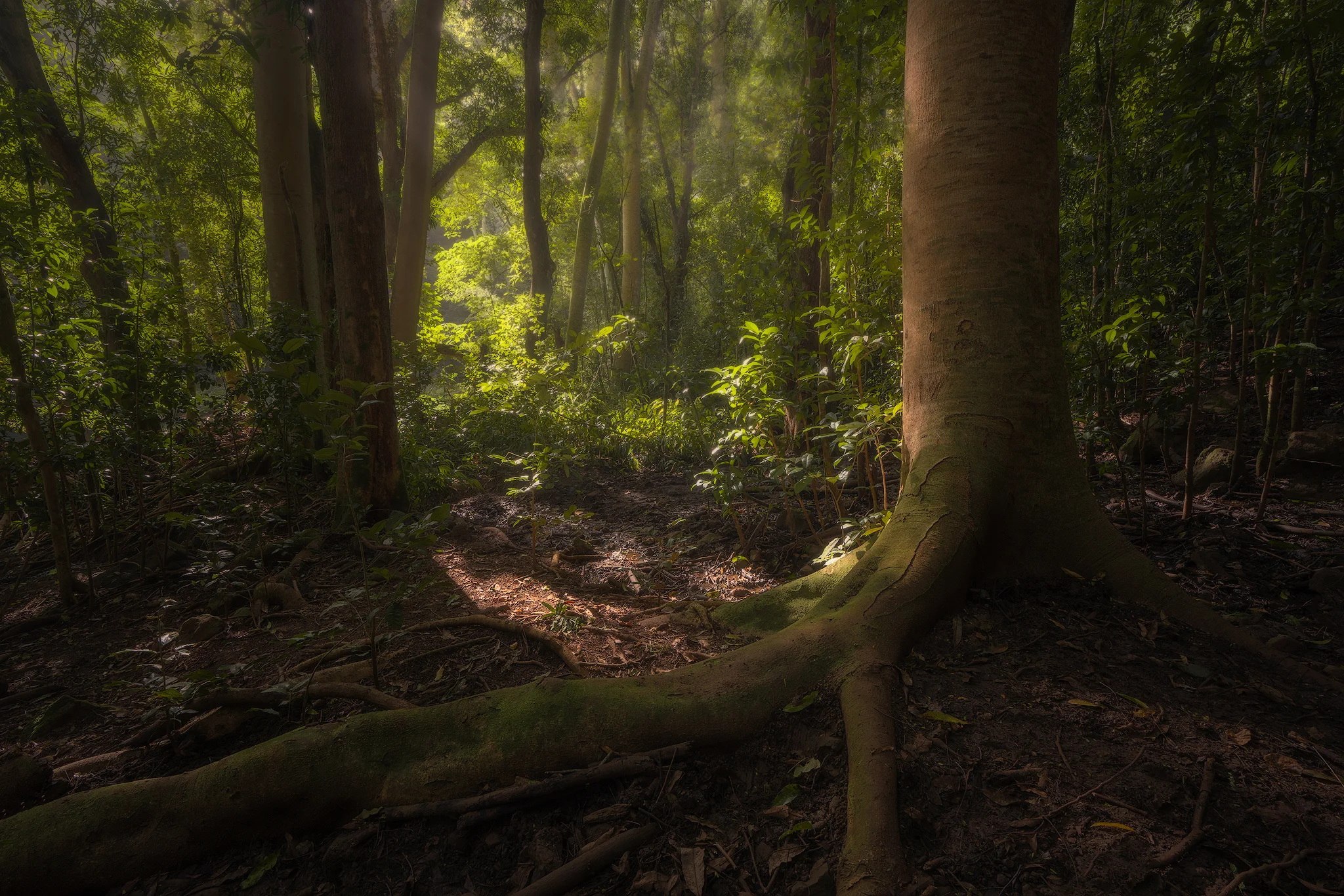 jungle-light.jpg