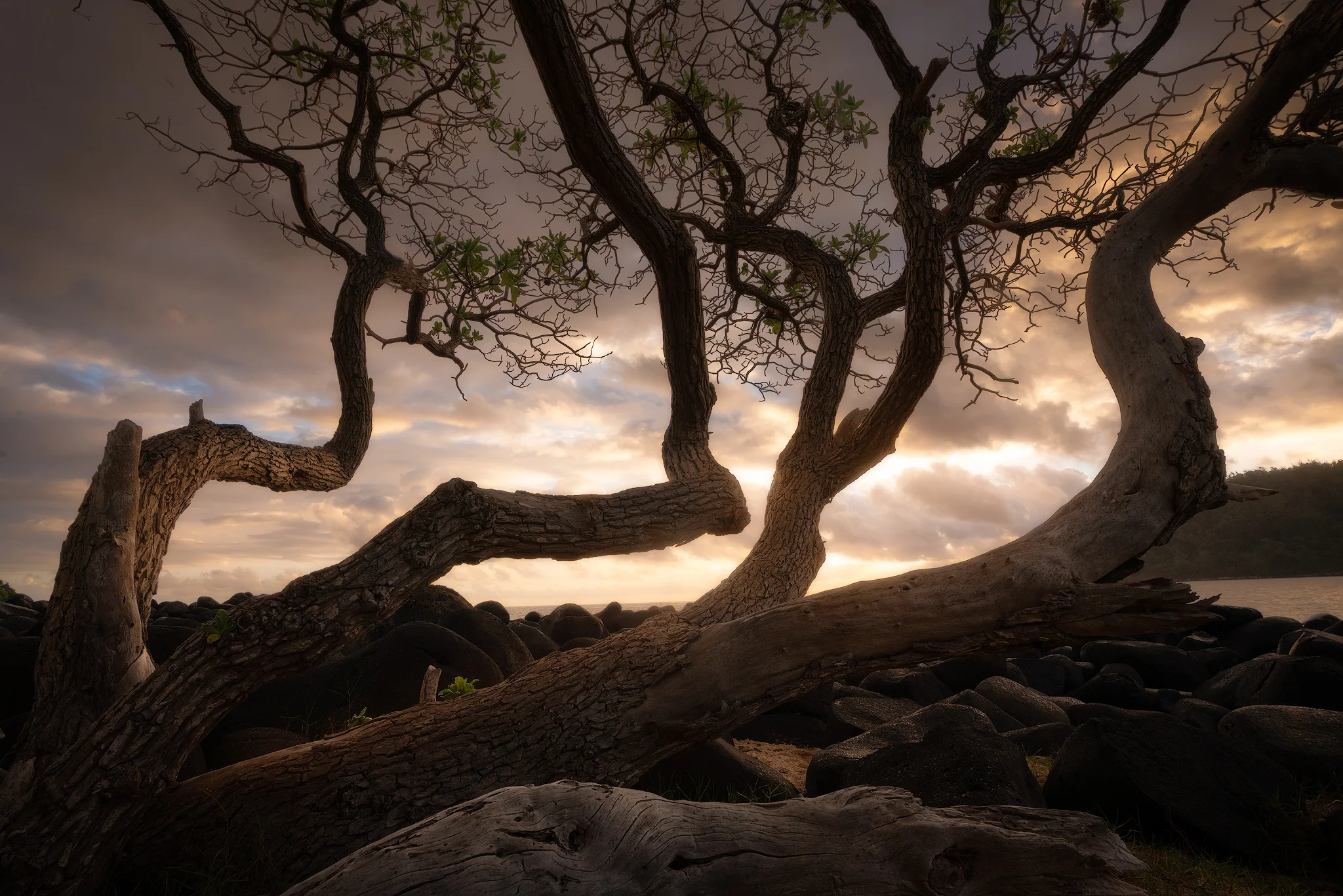 trees.jpg