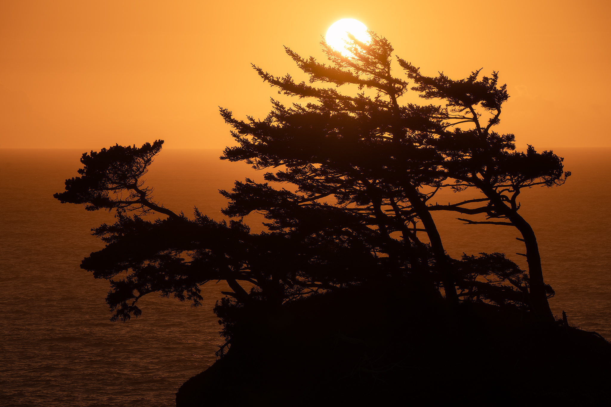 bent-tree-sunset.jpg