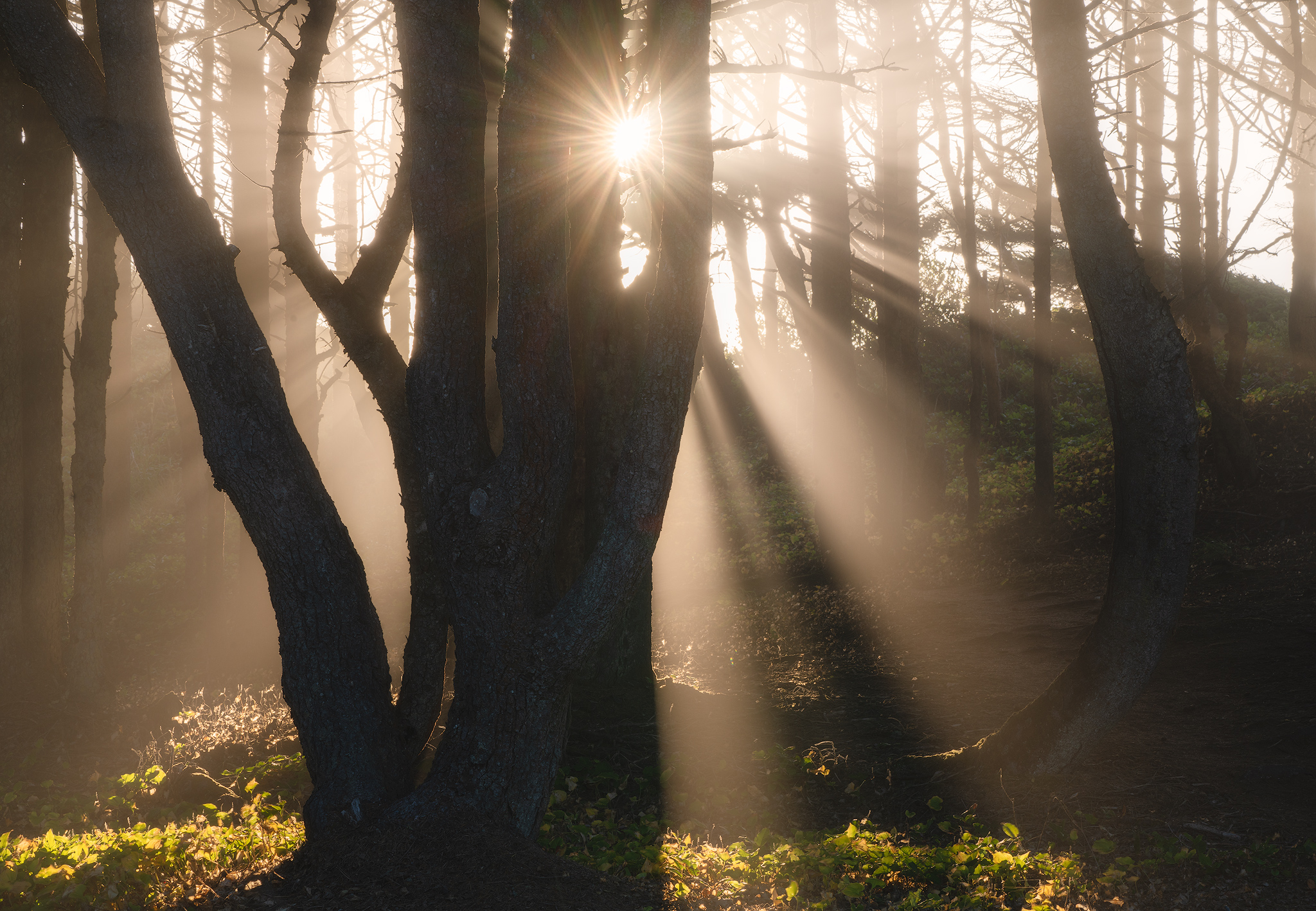 mystical-forest.jpg