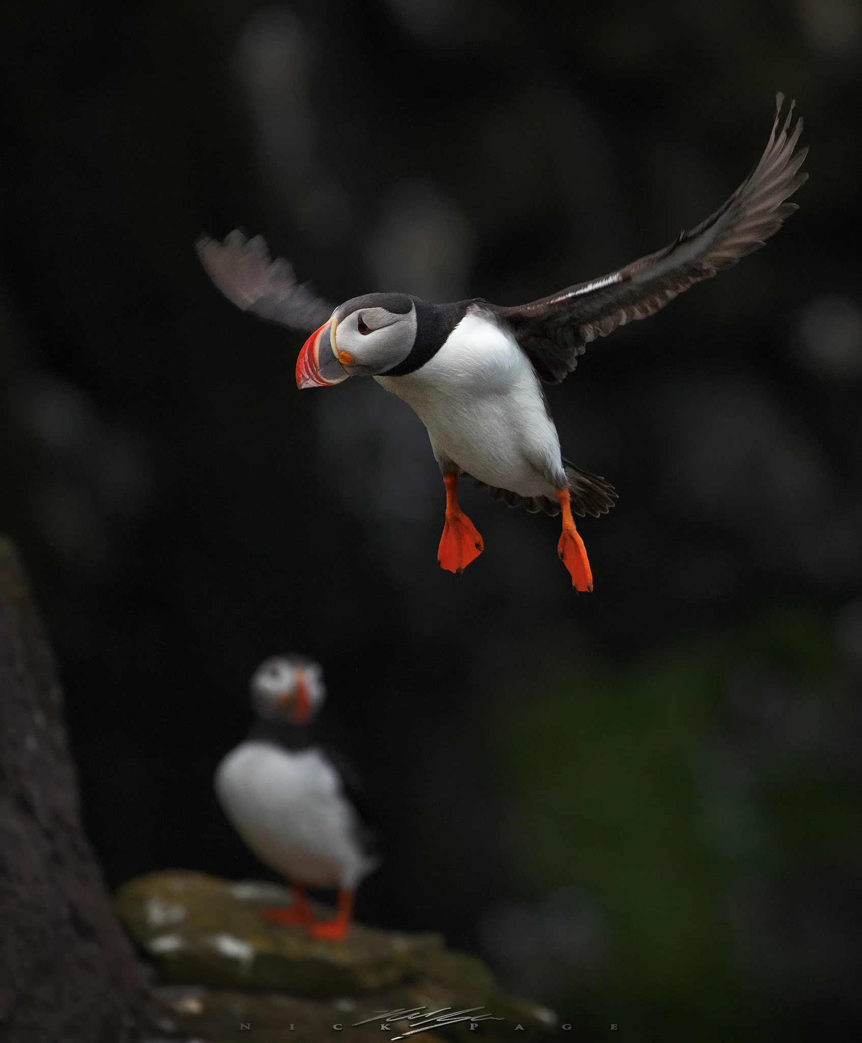 to-take-flight.jpg