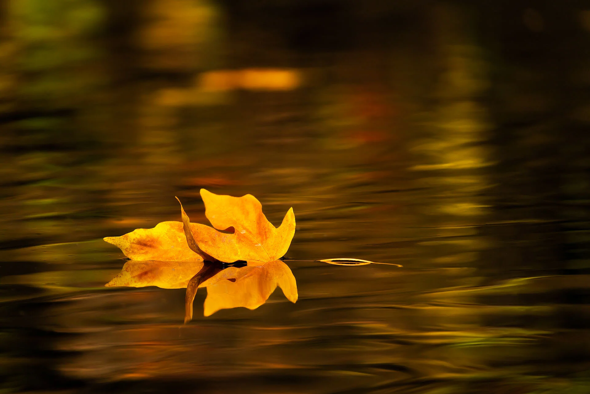 floating-leaf.jpg