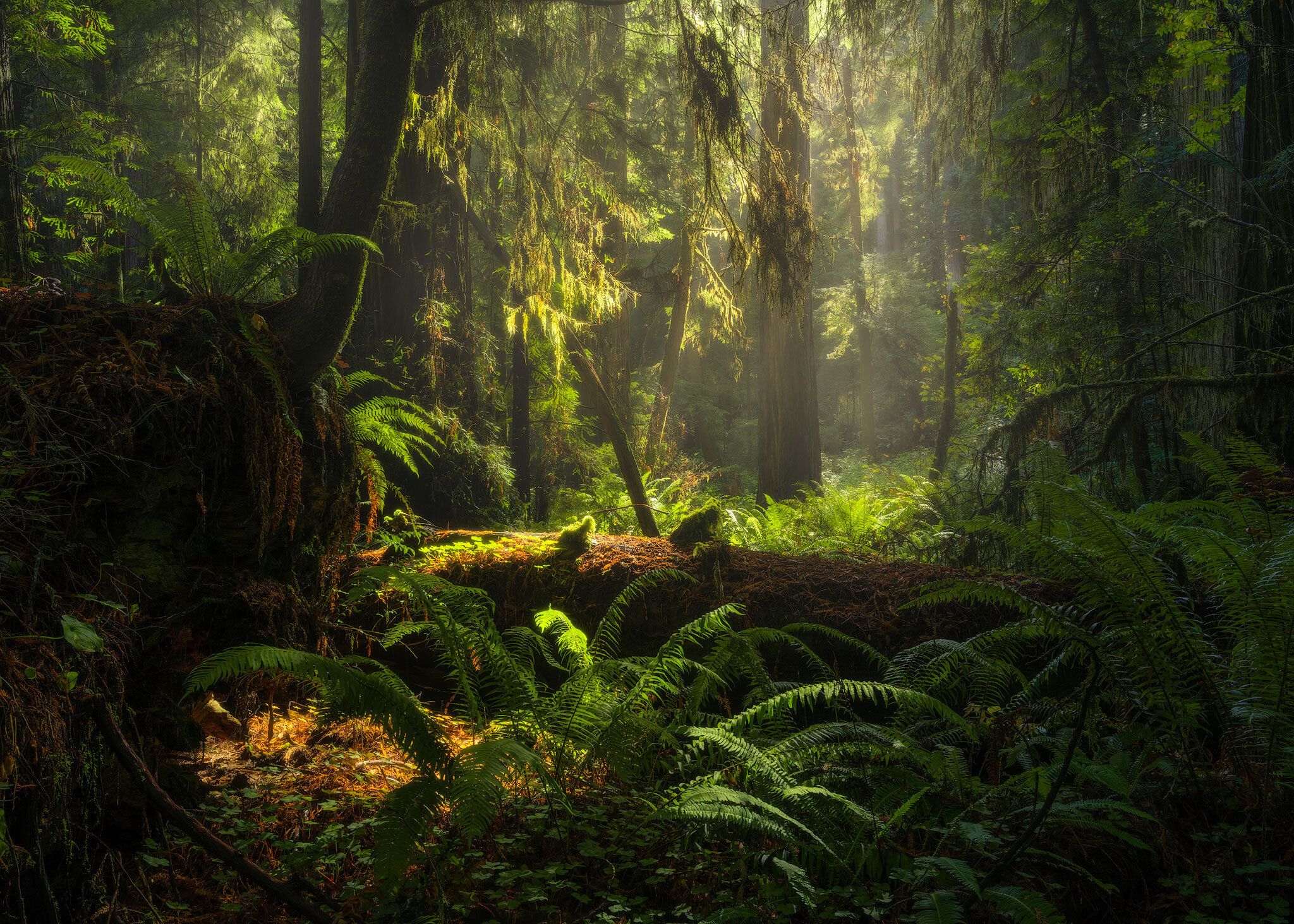 magic-forest.jpg