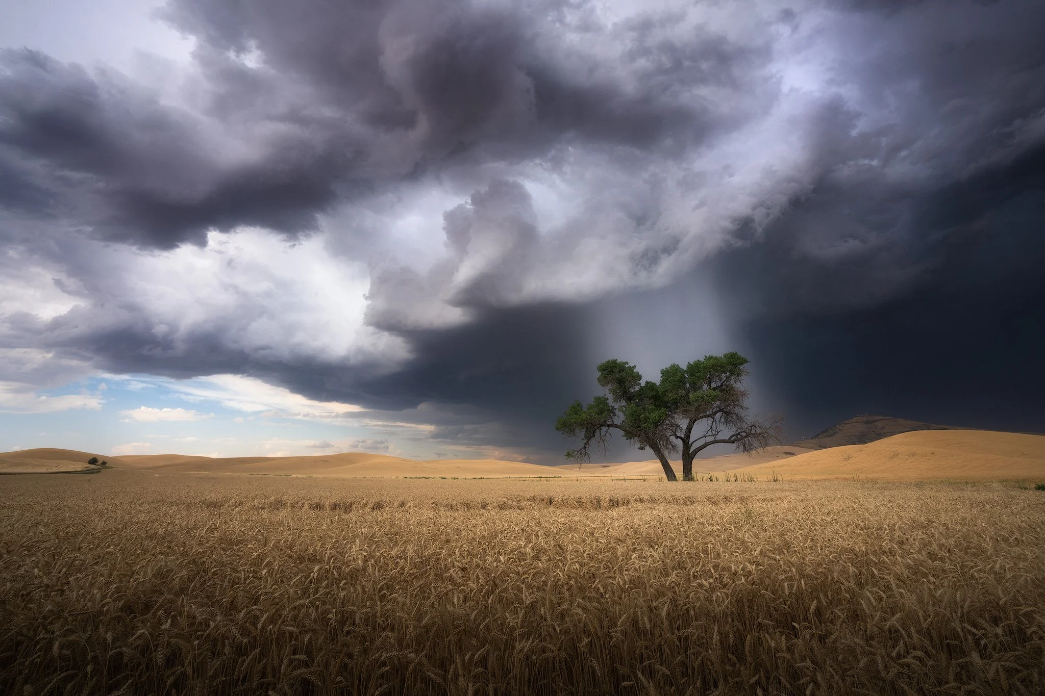 old-tree-supercell.jpg