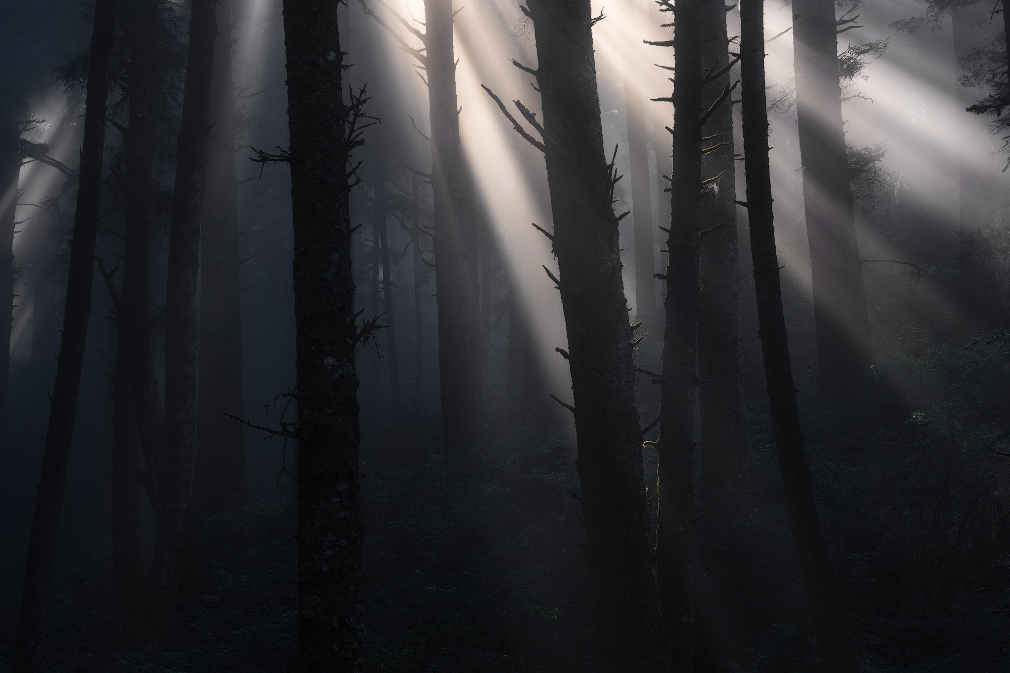 mystical-forest-beams.jpg