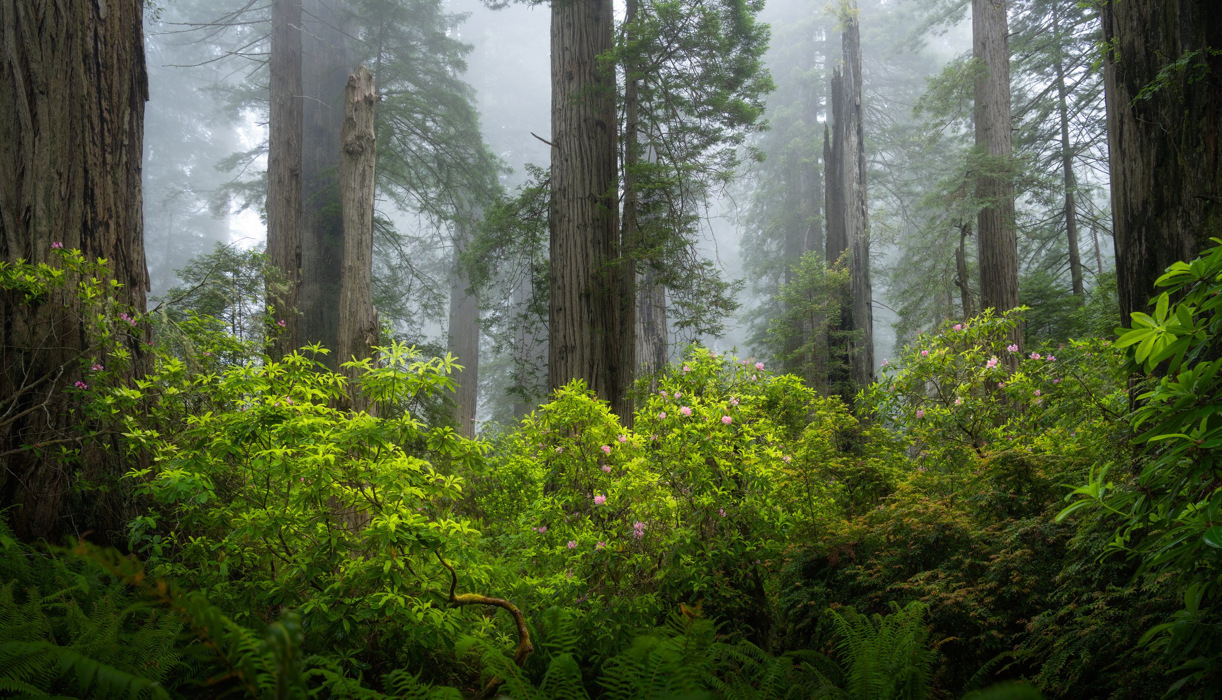 rain-filled-forest.jpg