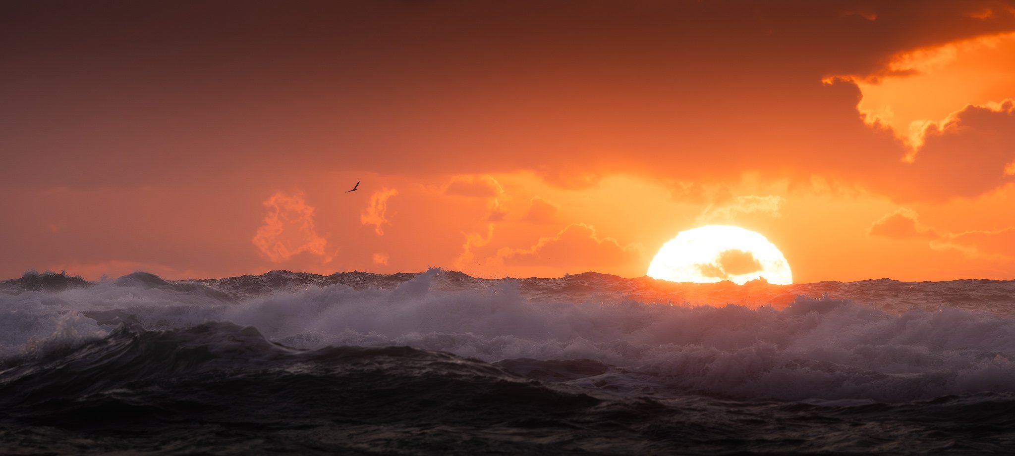 lone-gull-sunset.jpg