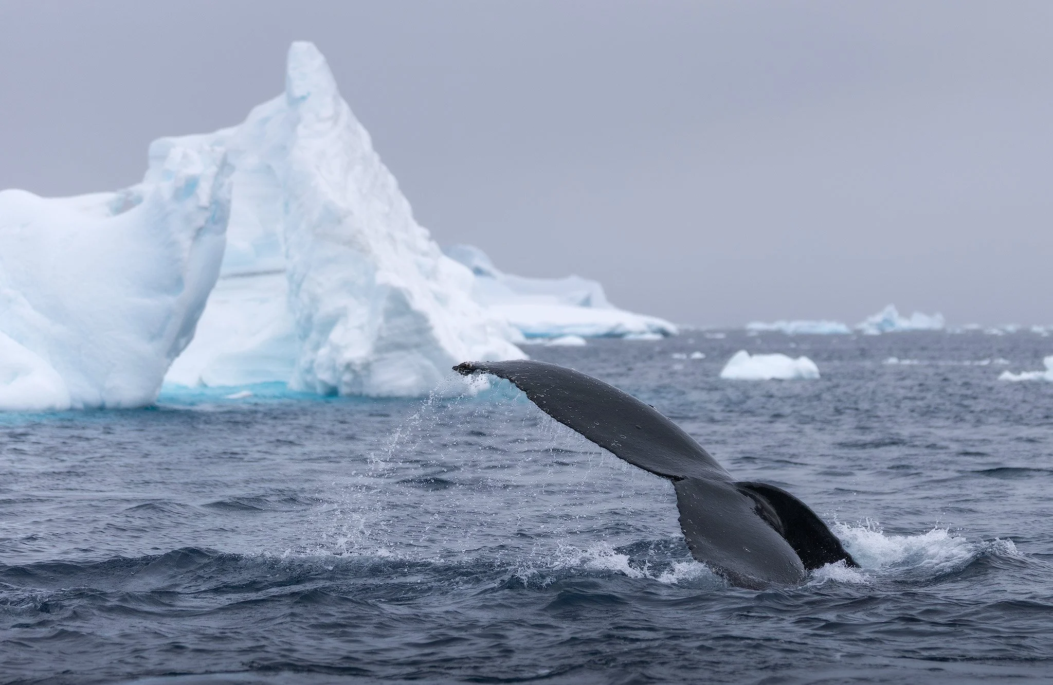 berg-tail.jpg