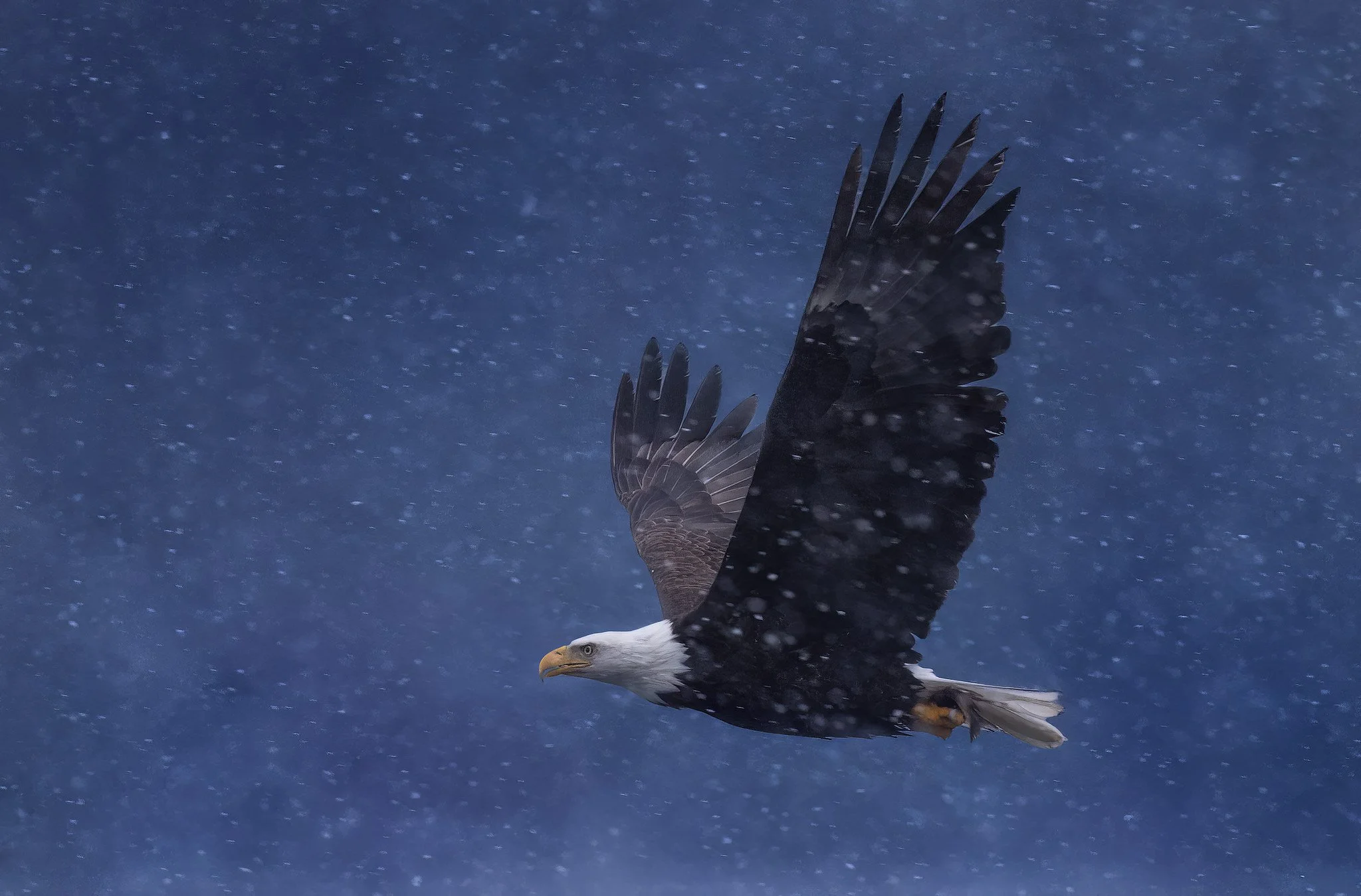 eagle-snowwy-soar.jpg