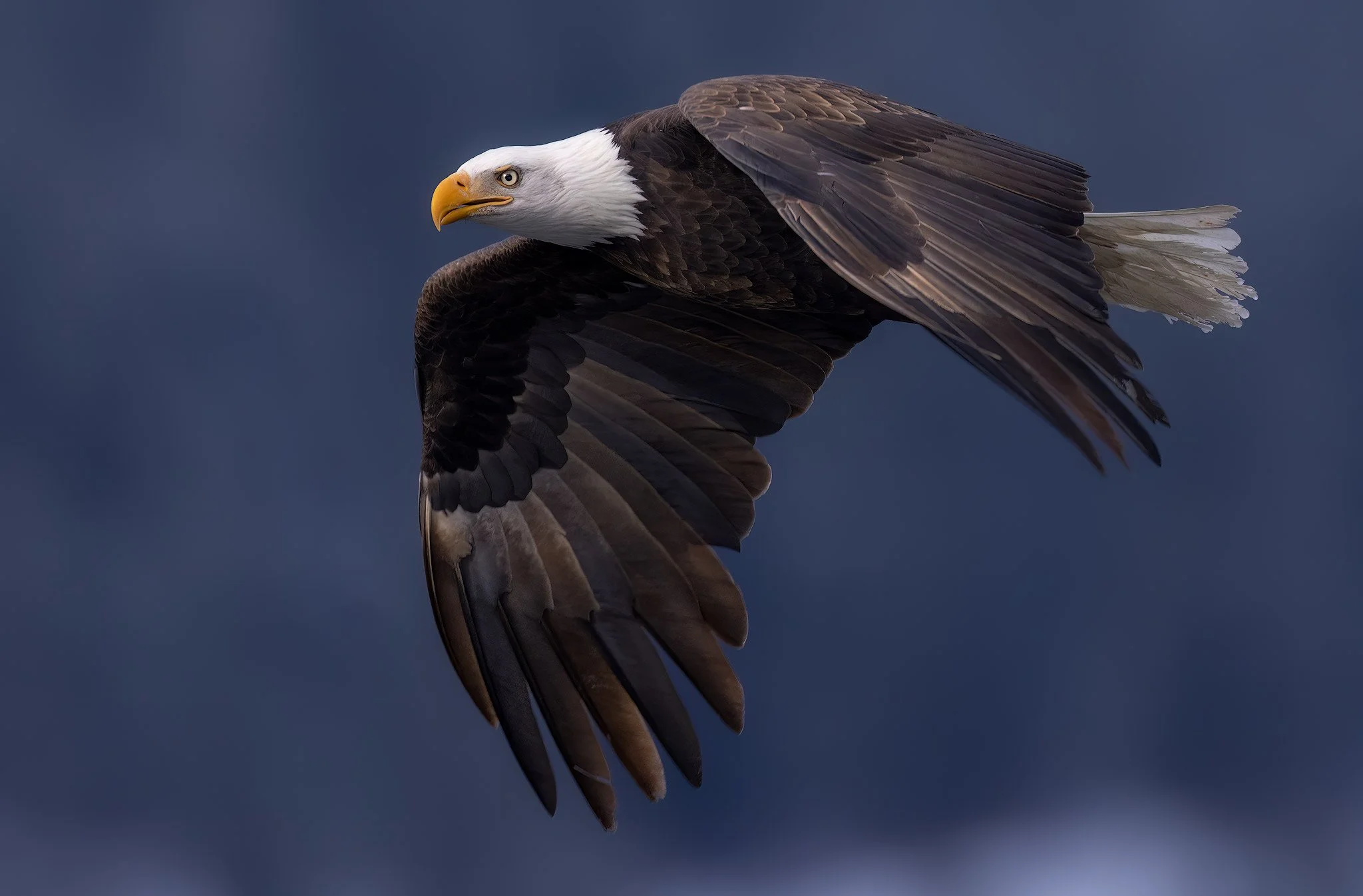 Eagle-flight.jpg