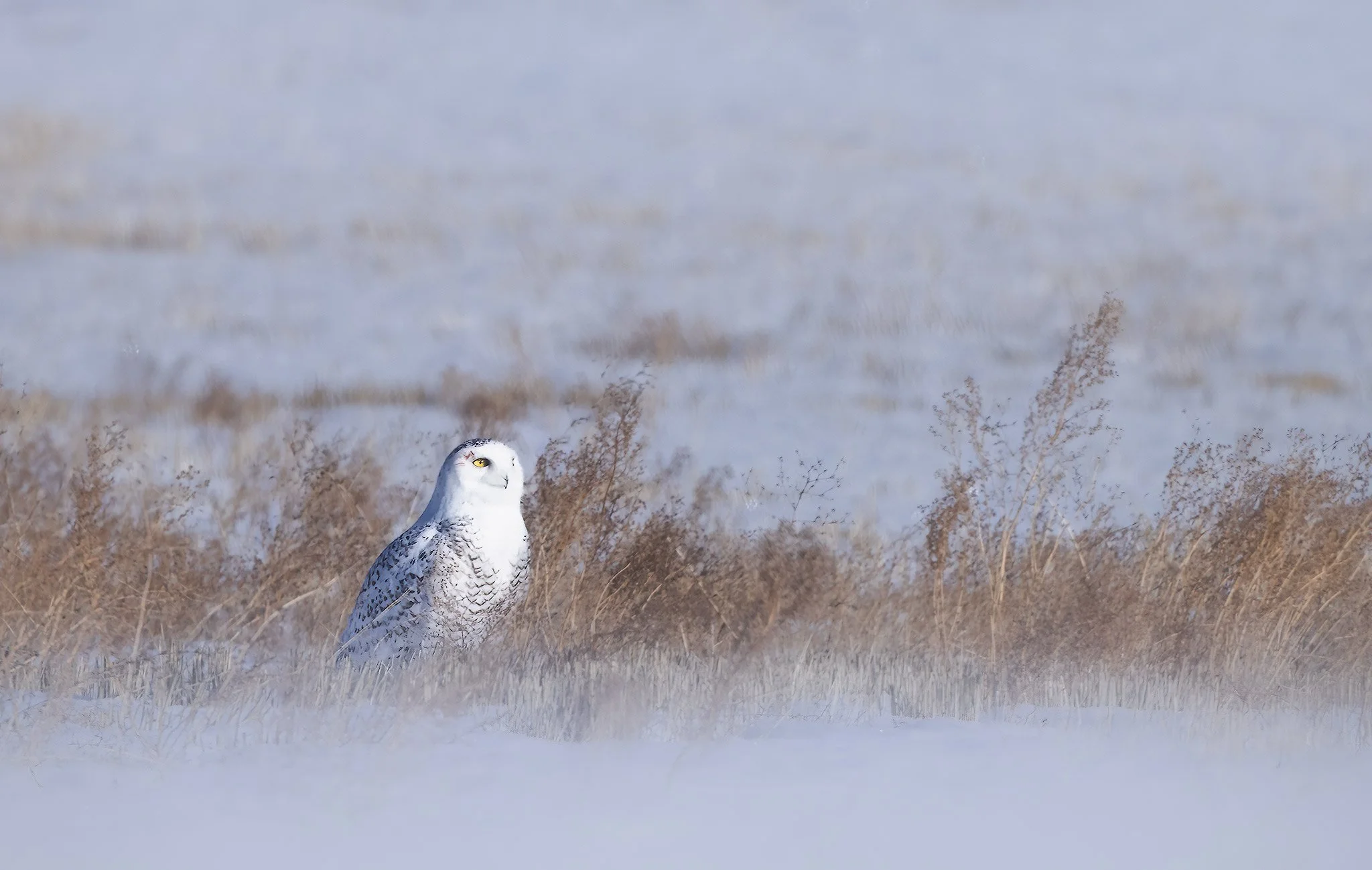 sitting-snowy.jpg