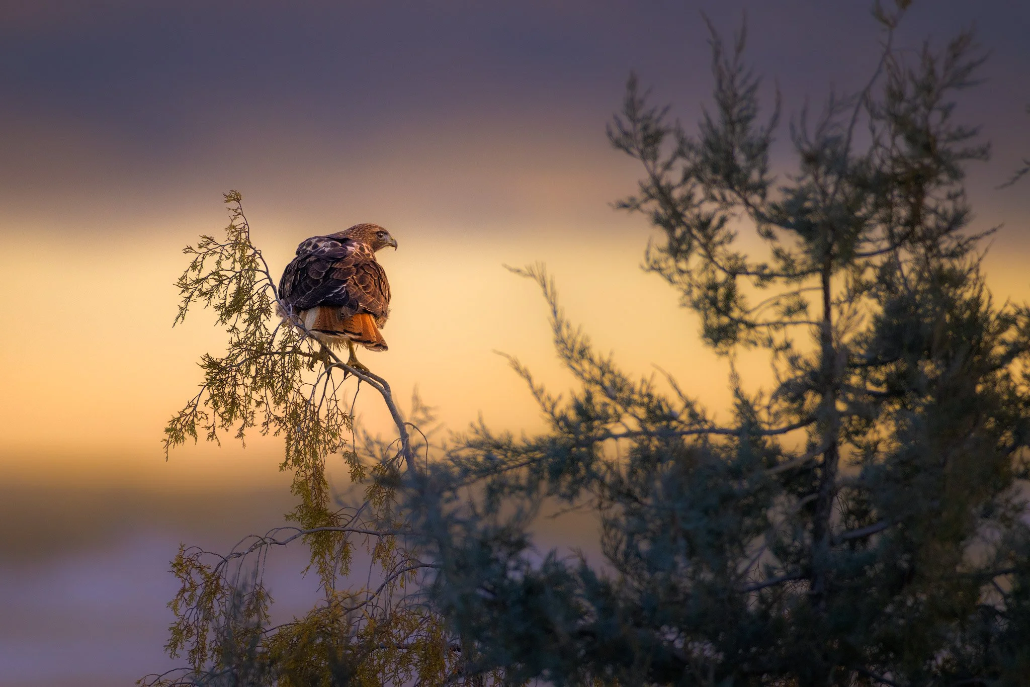 redtail-sunset.jpg