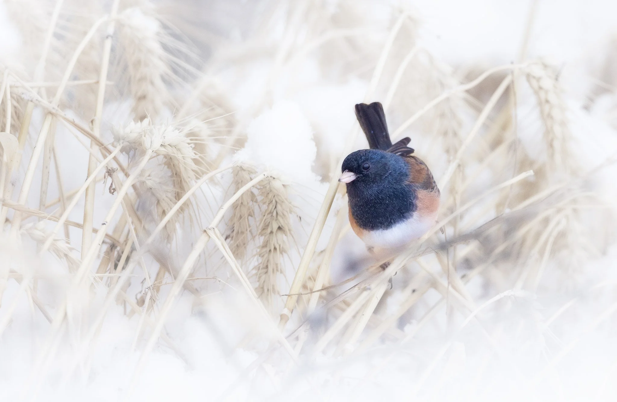 junco-snow.jpg