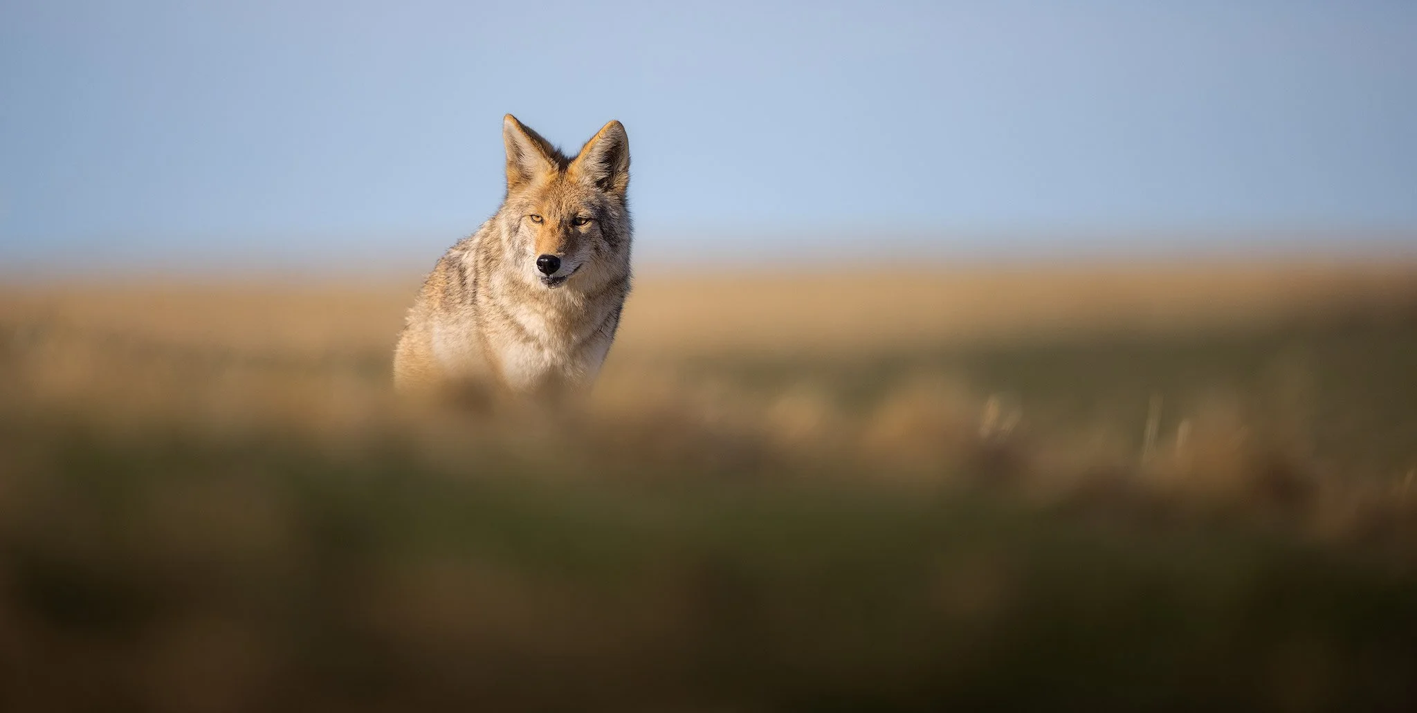 coyote-blur-2.jpg