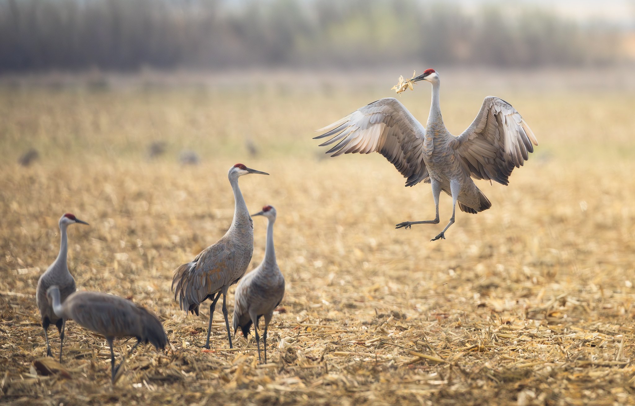 Dancing-Sandhill-Crane.jpg