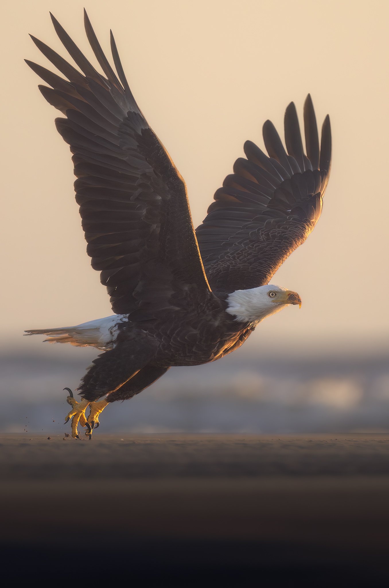 beach-eagle-takeoff.jpg
