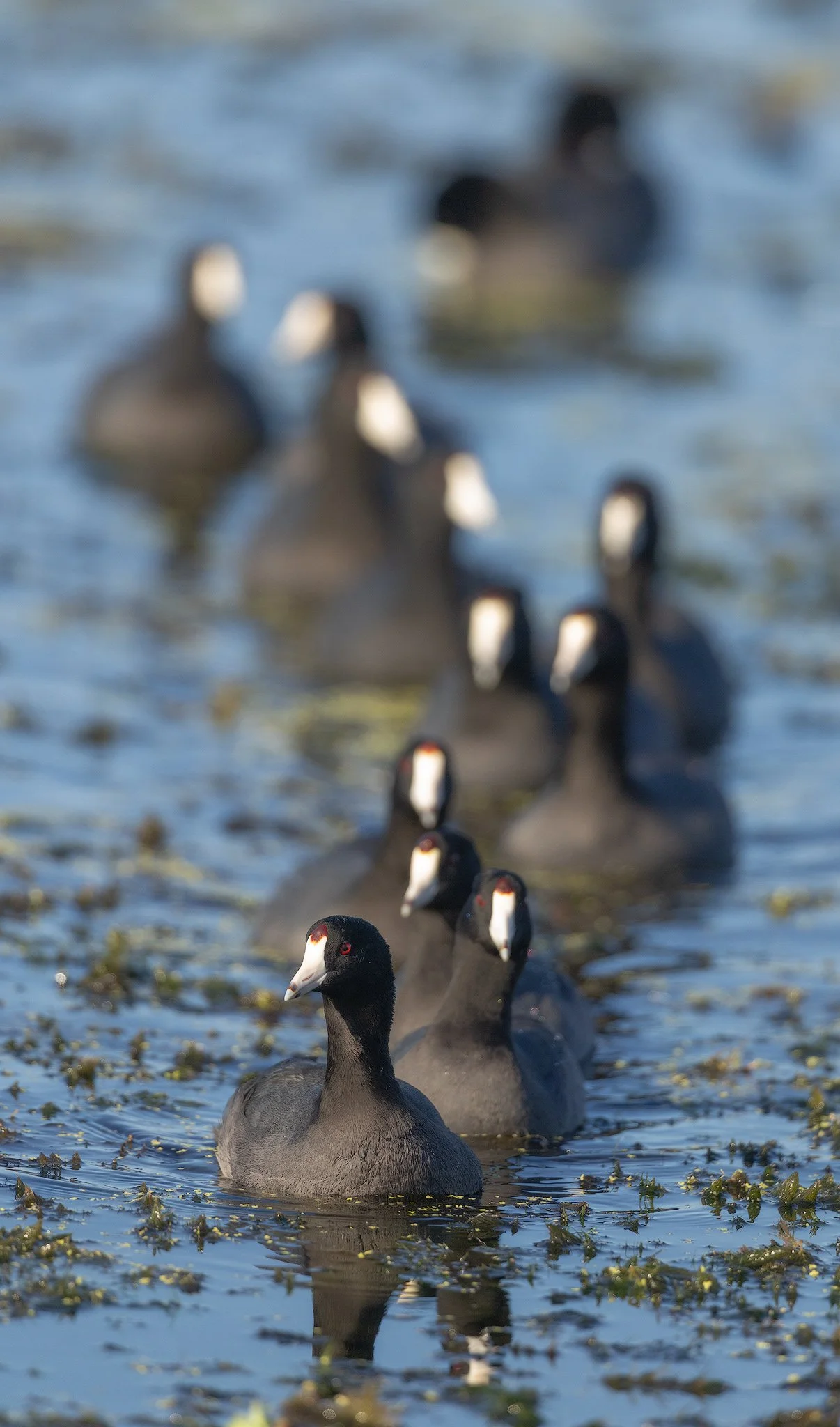 line-of-coots.jpg