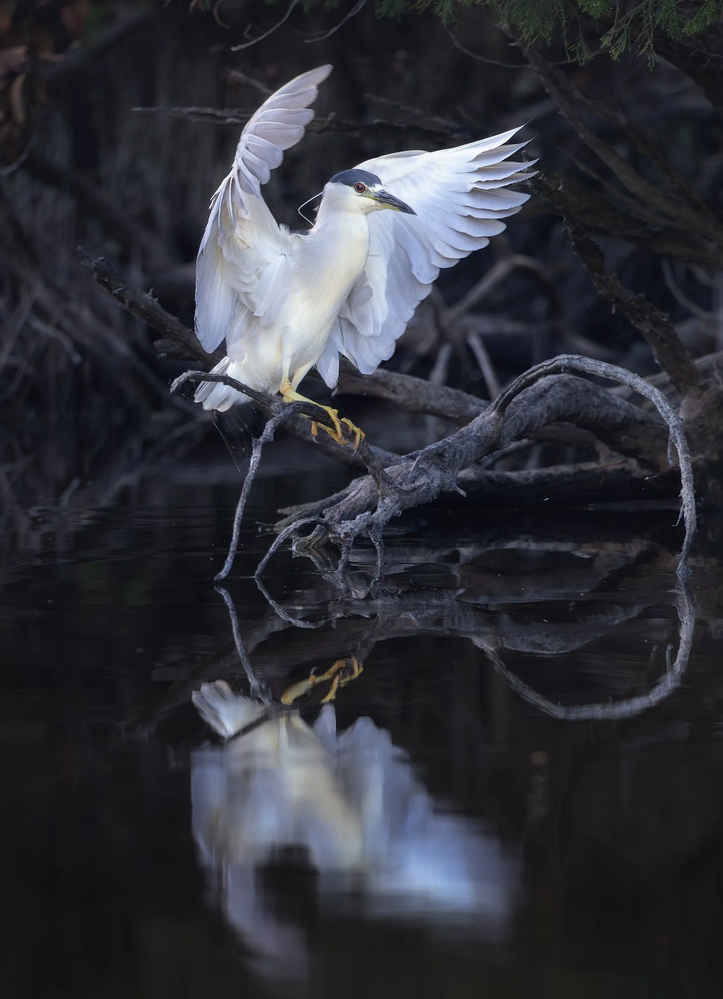 night-herron-perch.jpg