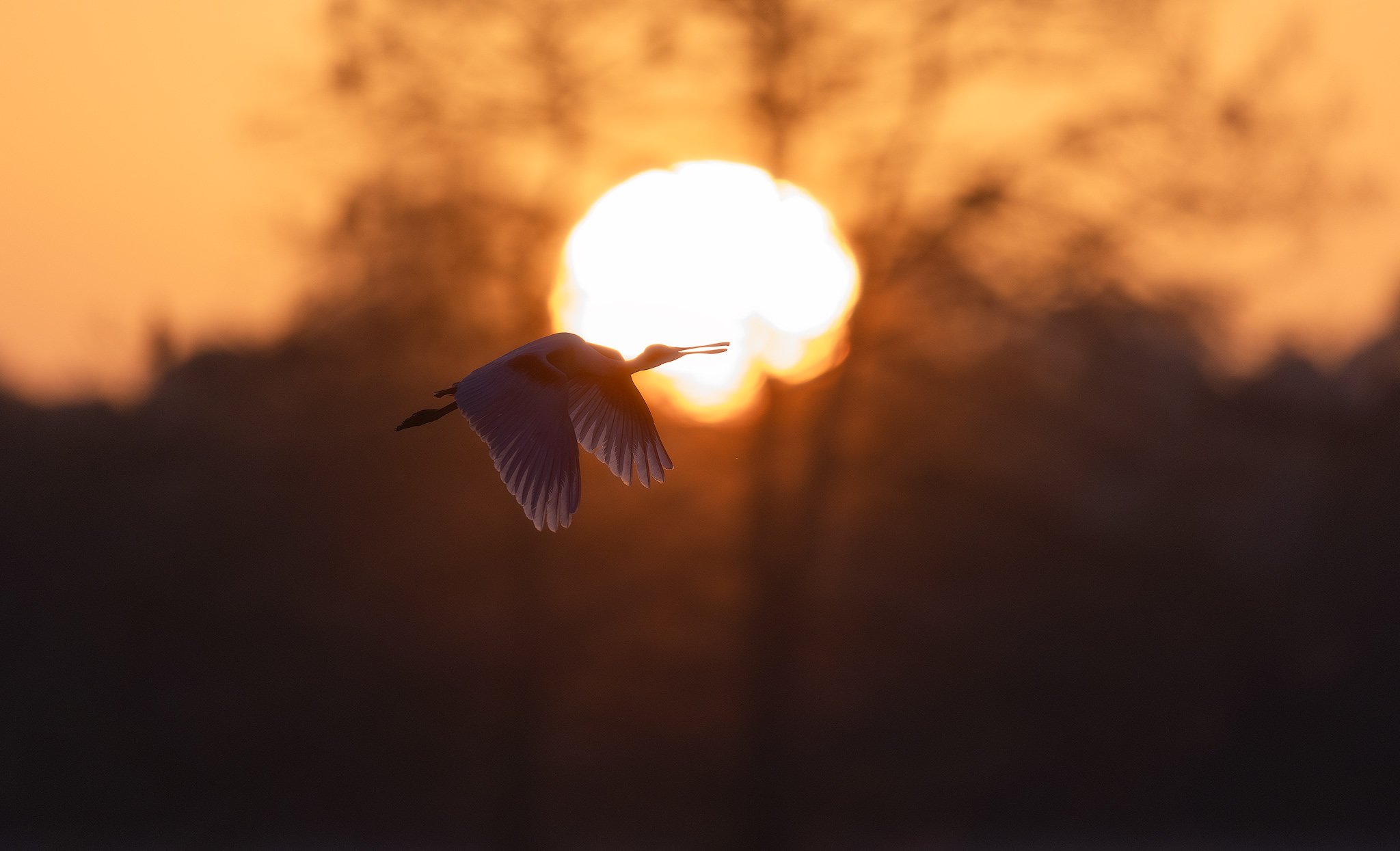 spoonbill-sun.jpg