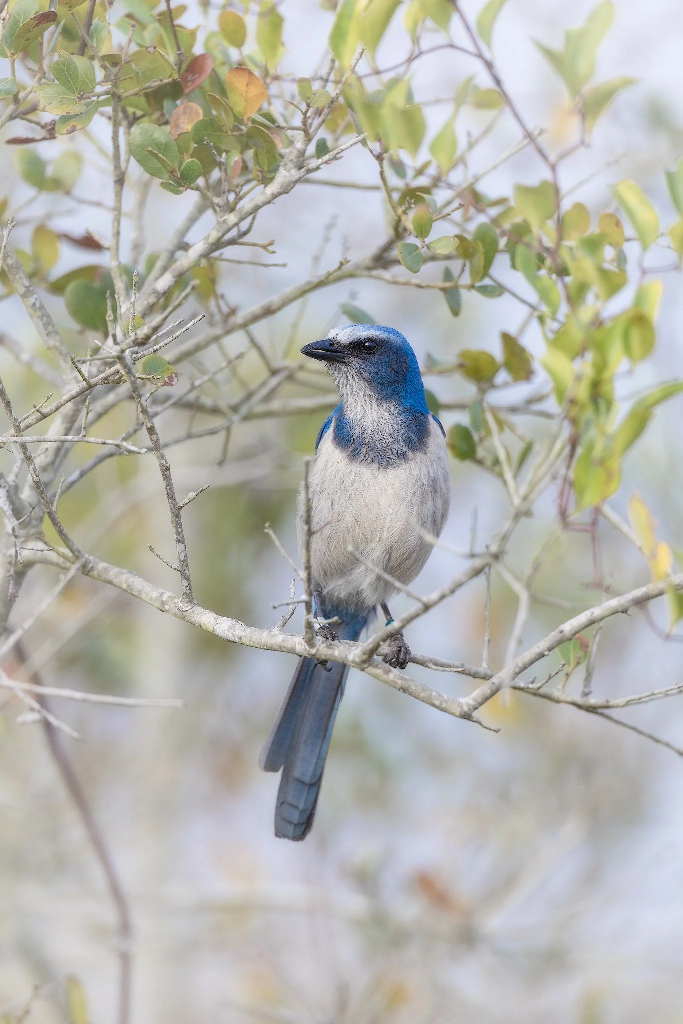 soft-light-scrub-jay.jpg