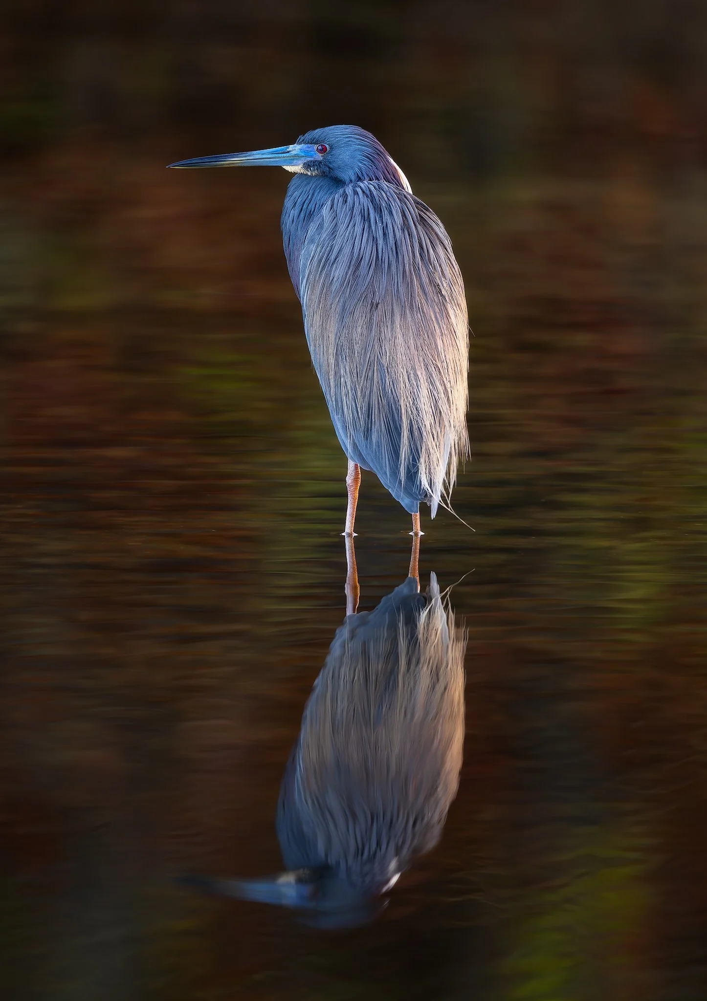 tri-H-shady-light-reflections.jpg