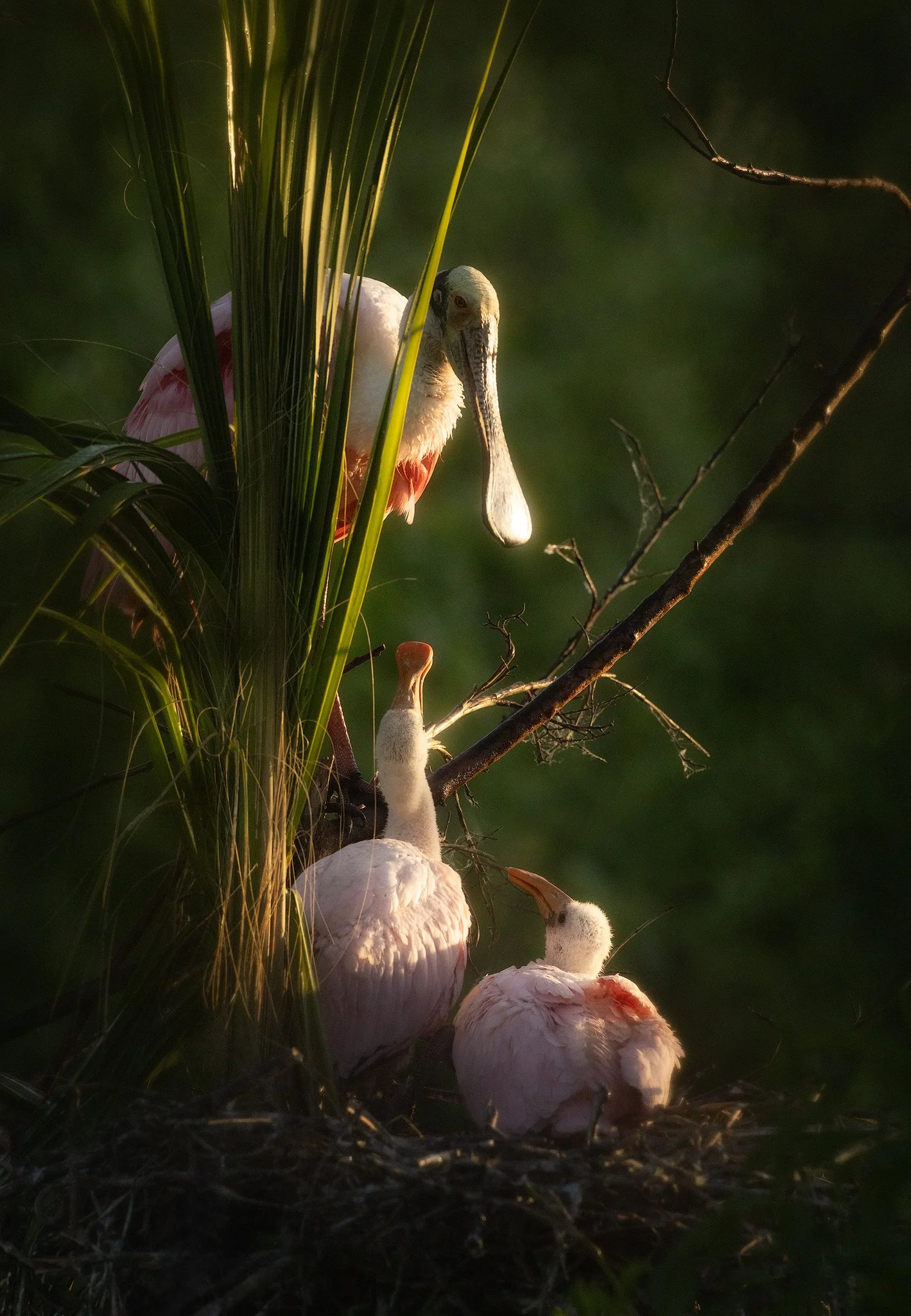 spoonbill-family.jpg