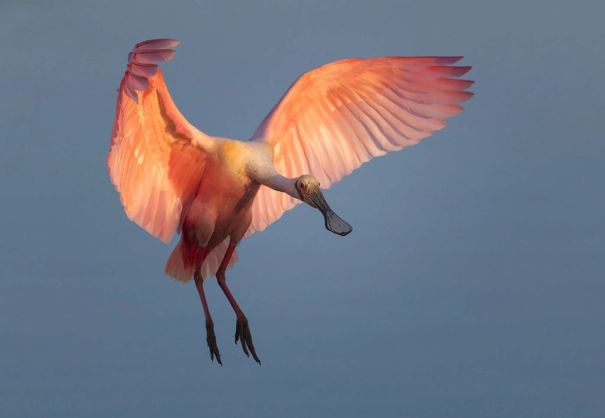 Roseate-spoonbill-morning-glow.jpg