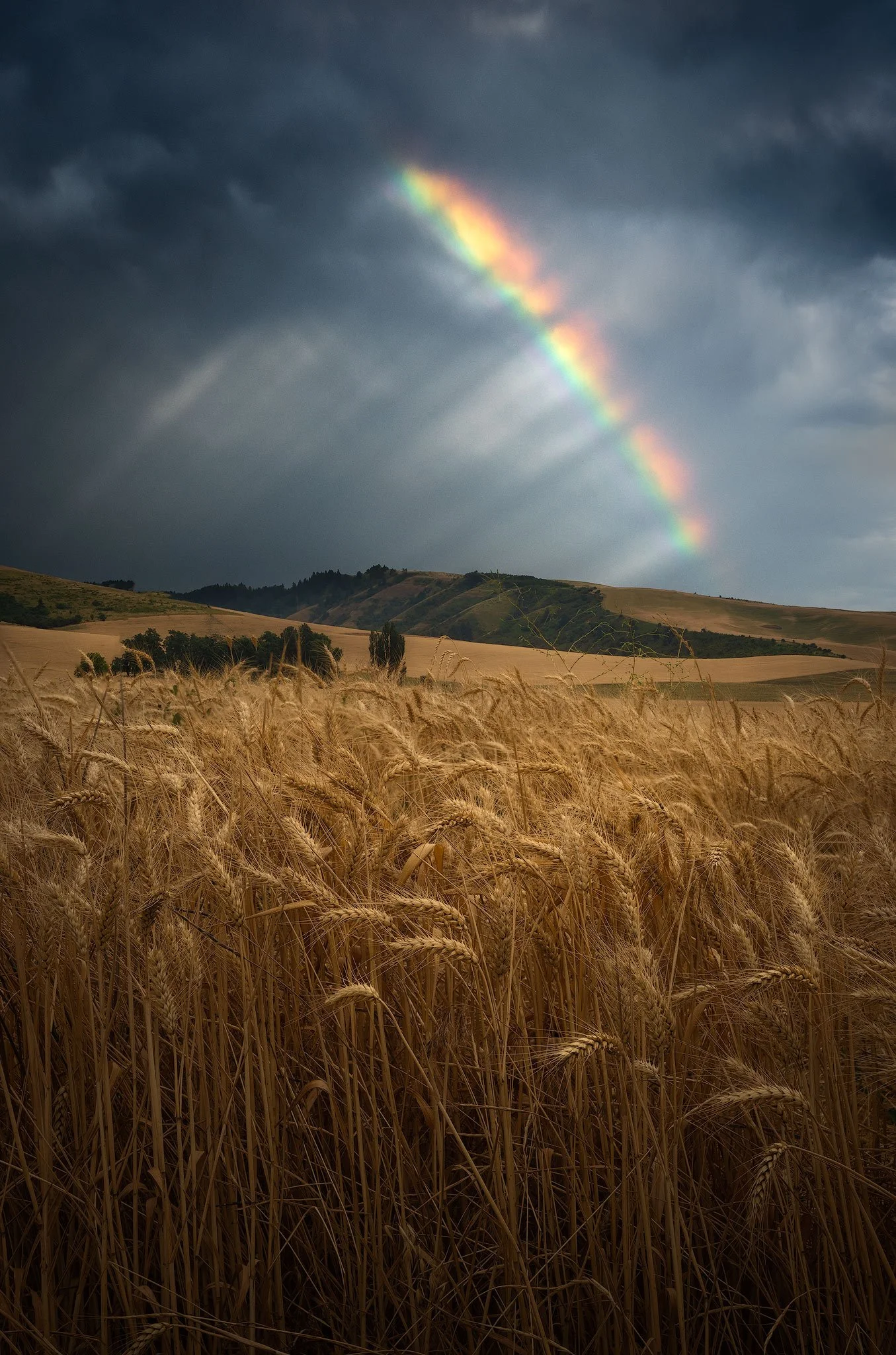 wheat-rainbow.jpg