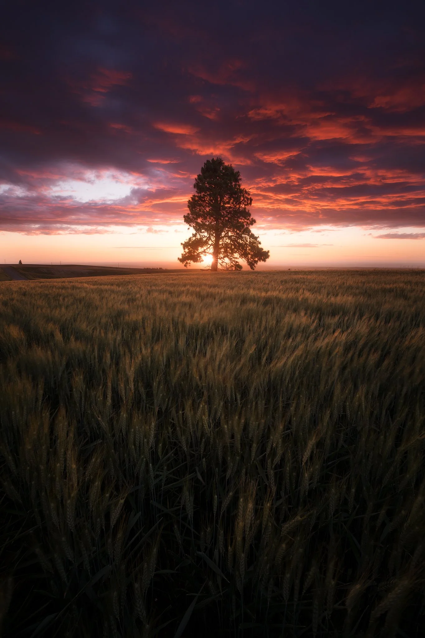 lone-tree-sunset-eckler.jpg