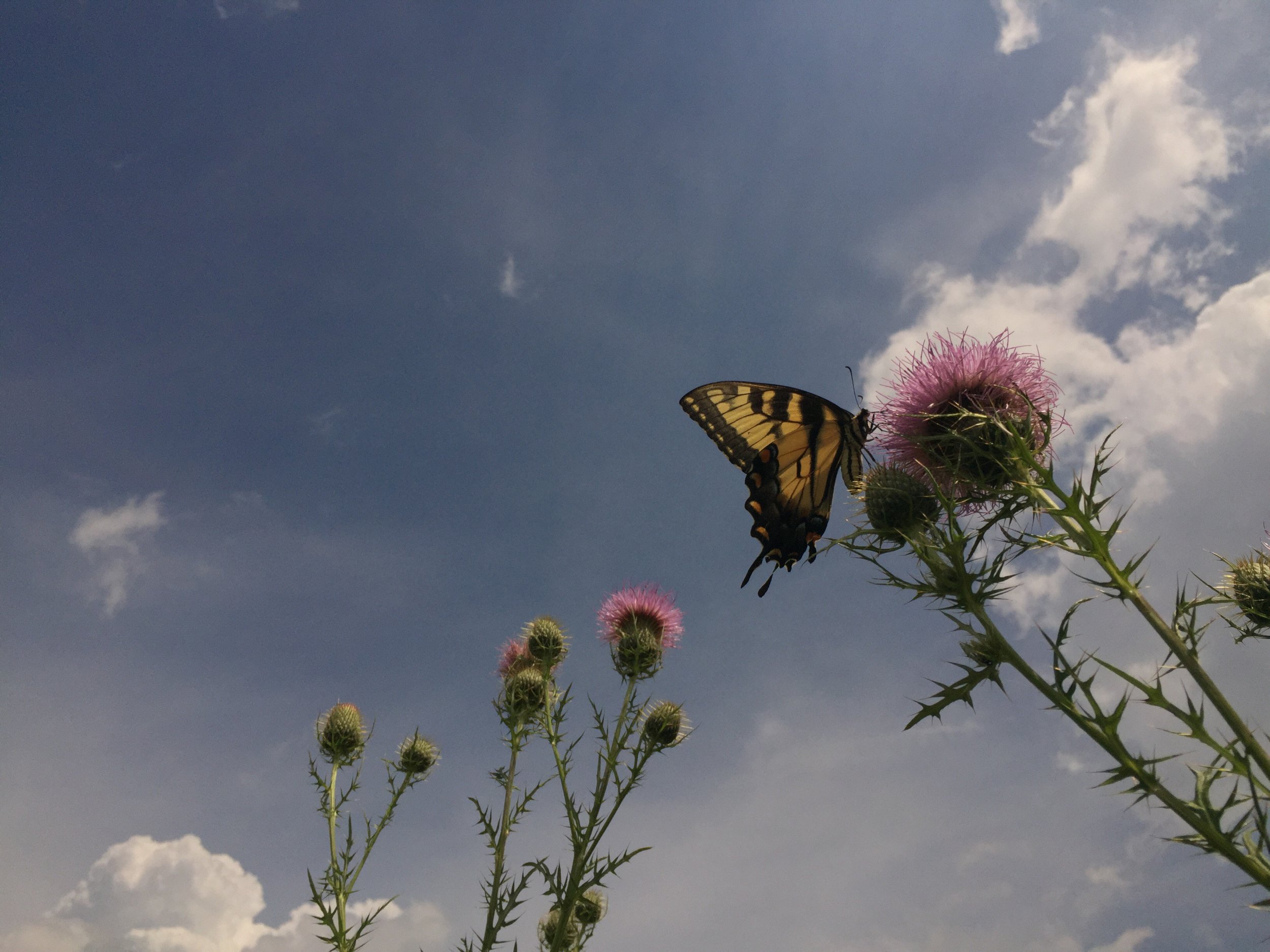 butterfly by james.JPG