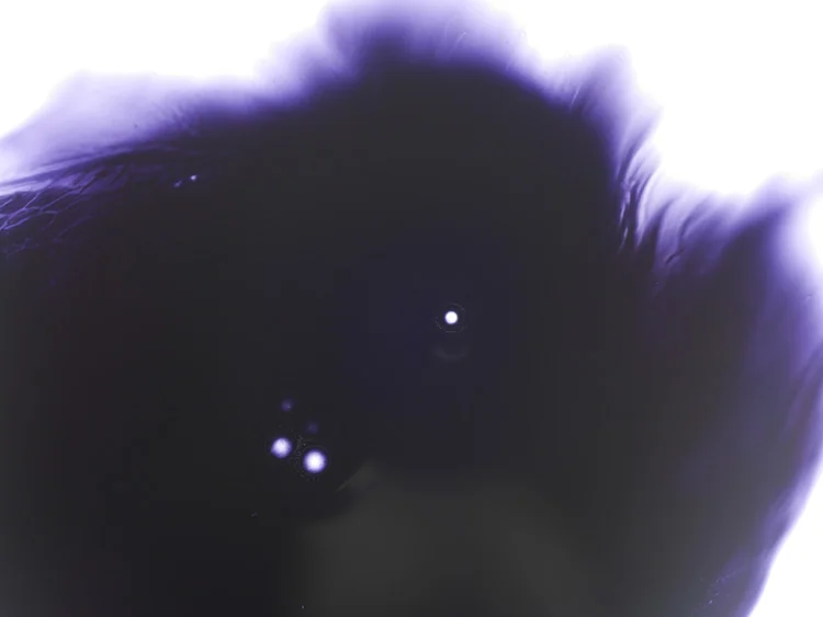 VIDEOLIQUIDS20_750.jpg