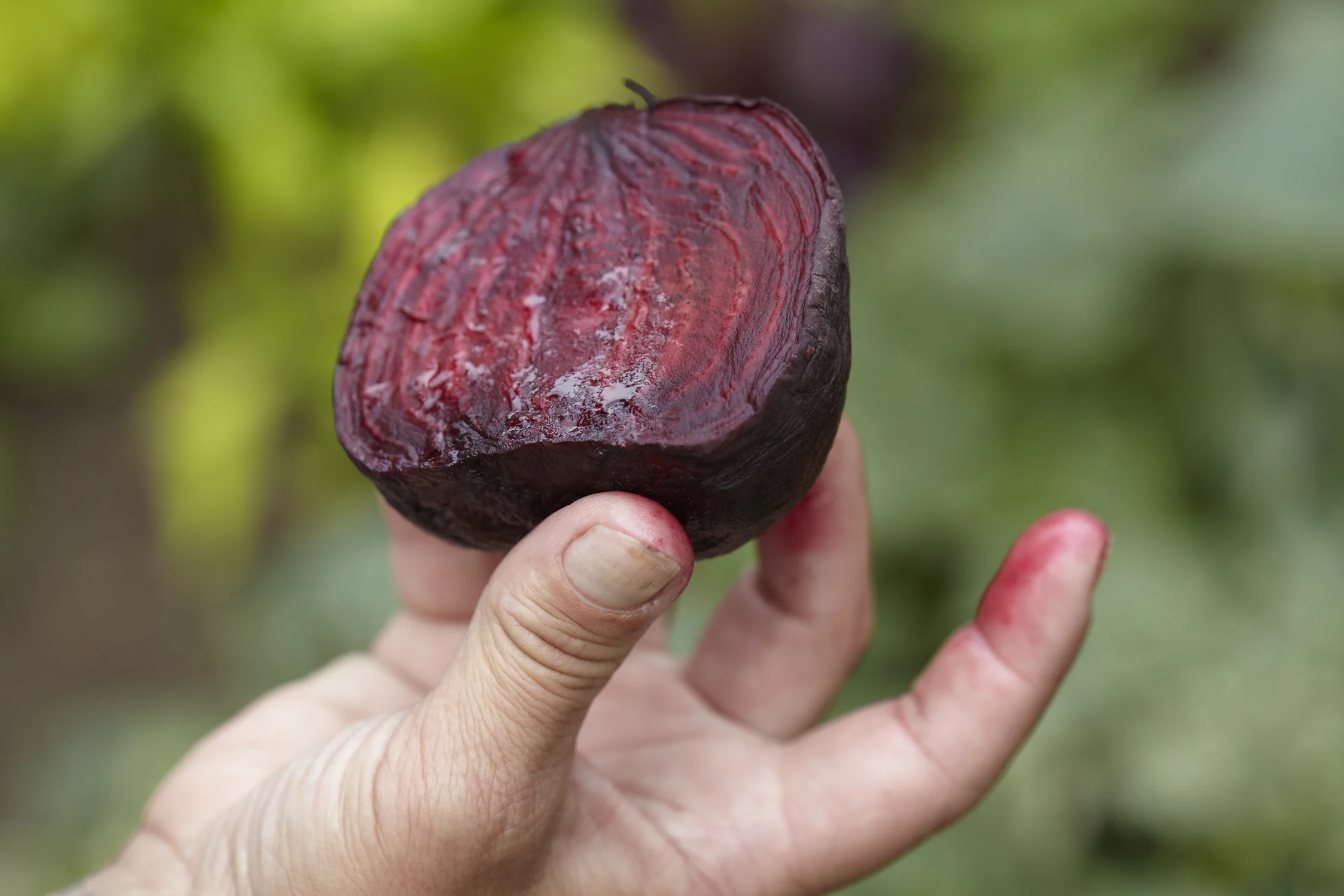 Beet_005.jpg