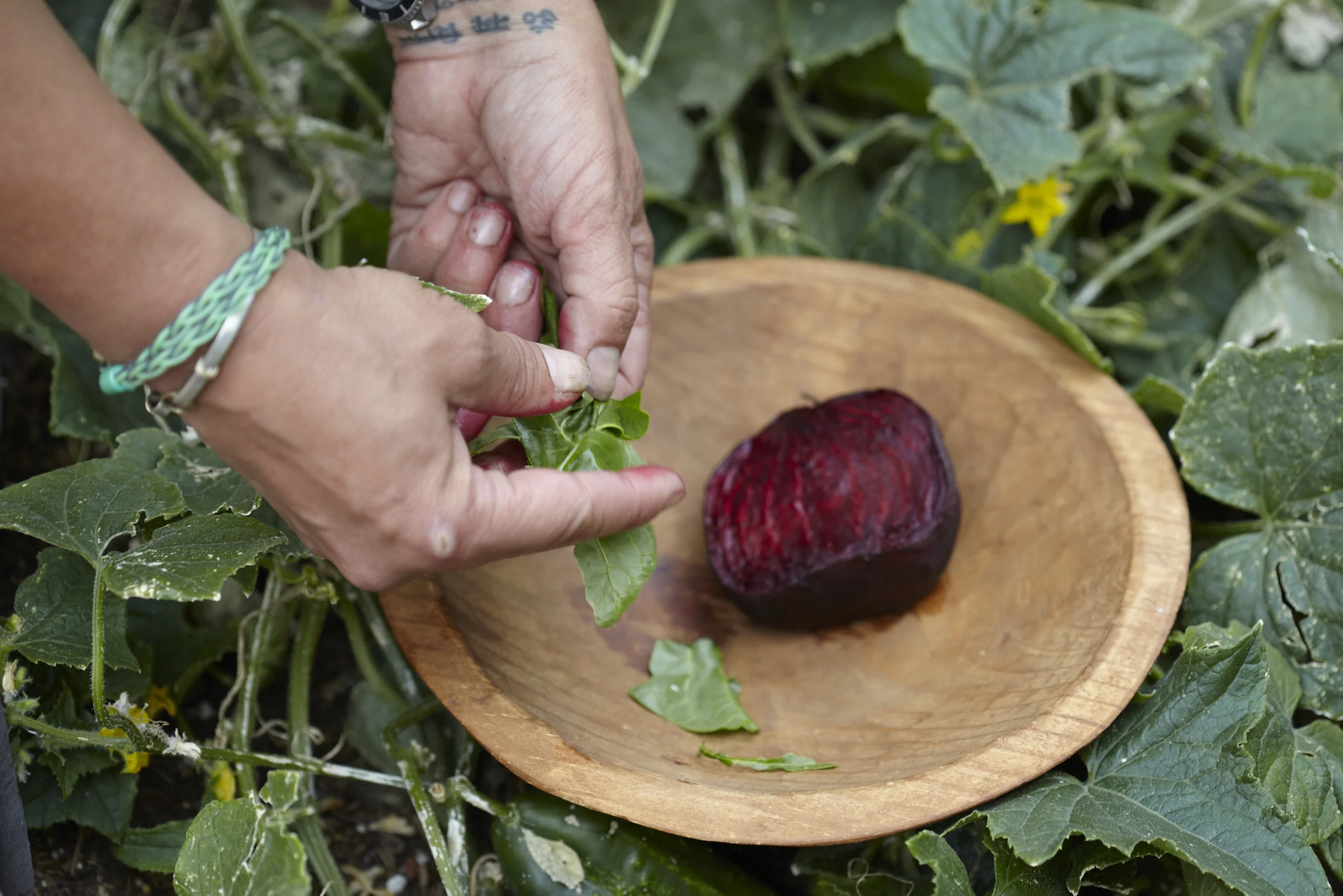 Beet_007.jpg