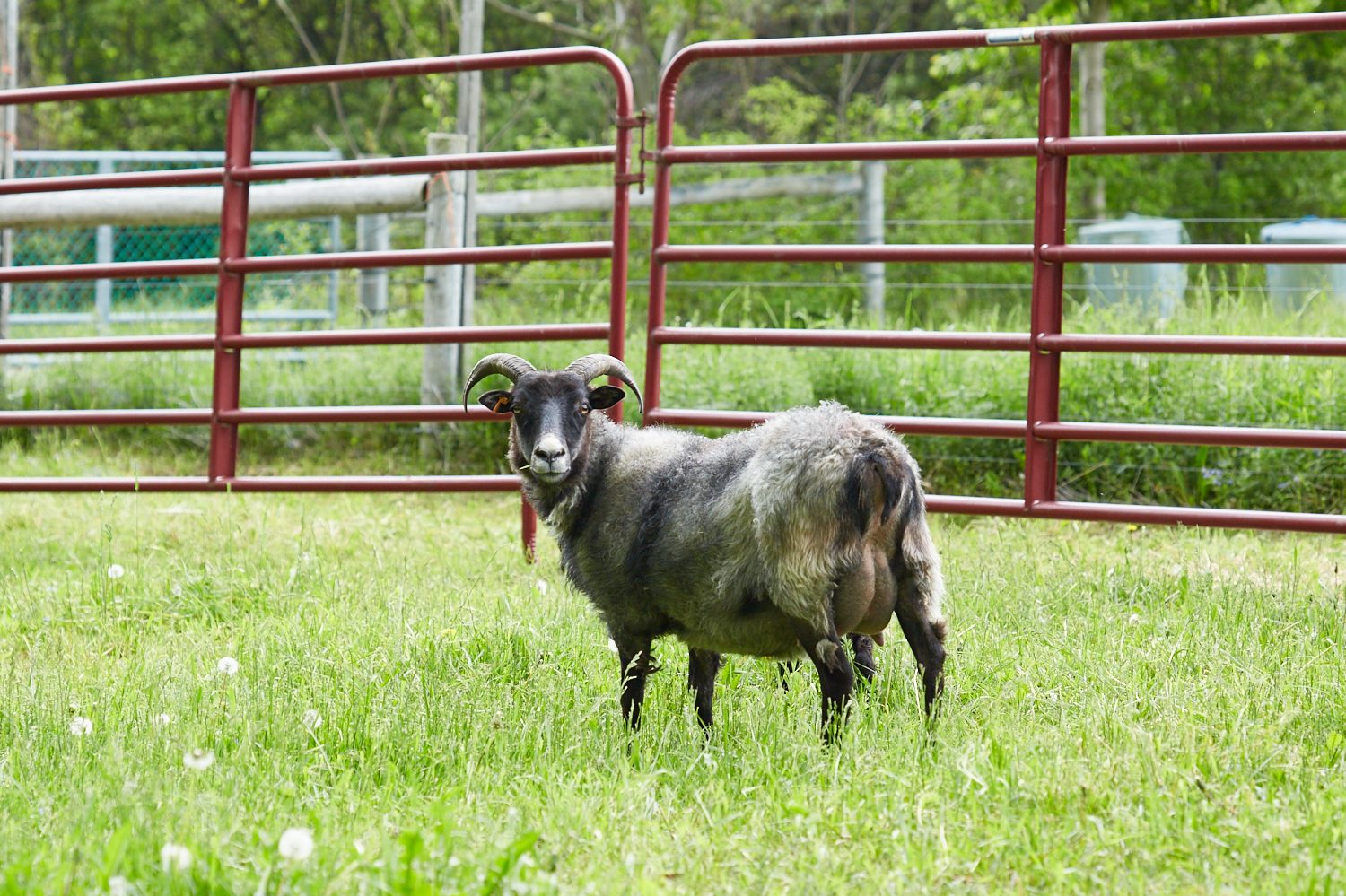 Brie-Passano_2017-05-28-HeatherRidge_444.jpg
