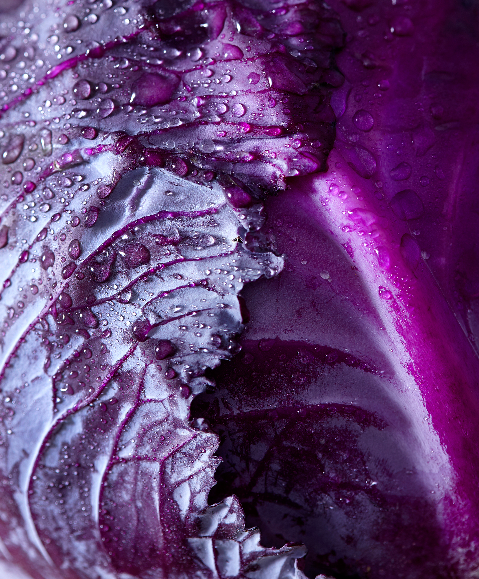Brie-Passano_2017-02-03-Cabbage_015-WEB.jpg
