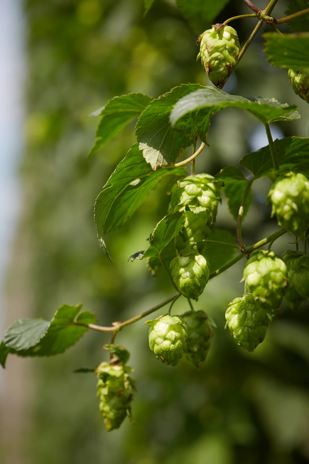 Indian Ladder Farm, hops growing