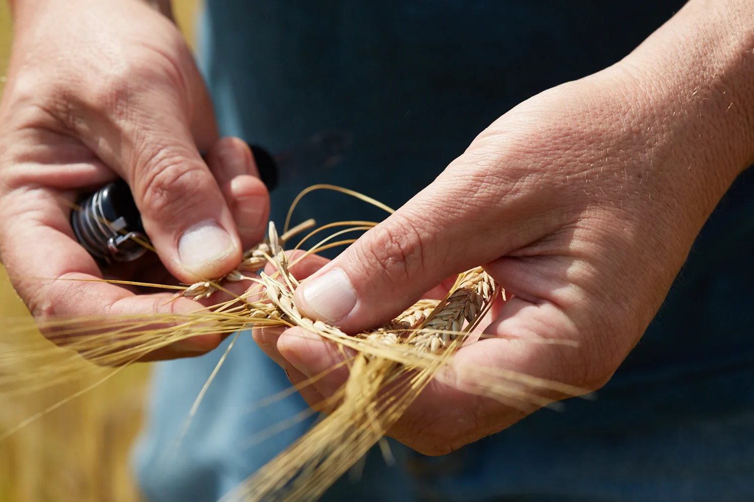 Dietrich Gehring Indian Ladder Farm with barley