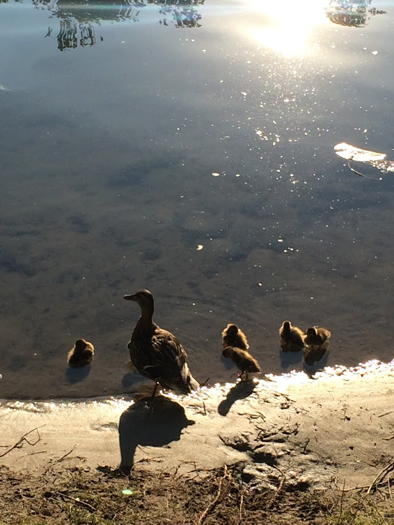 Donut Ducks