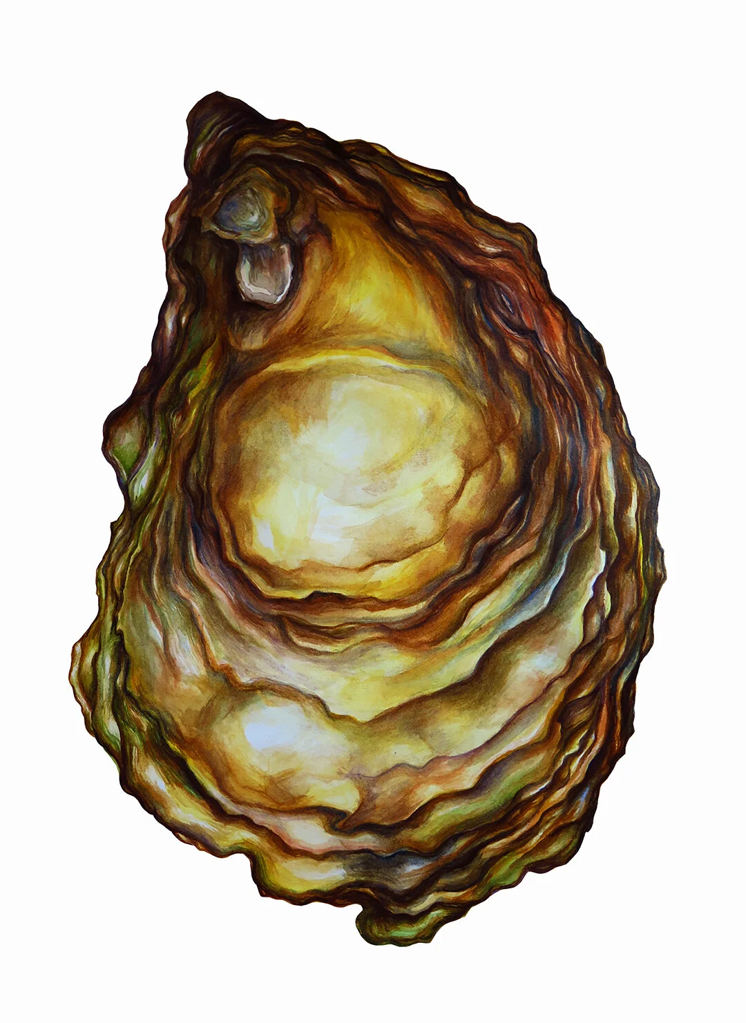 Rippled Shell web.jpg