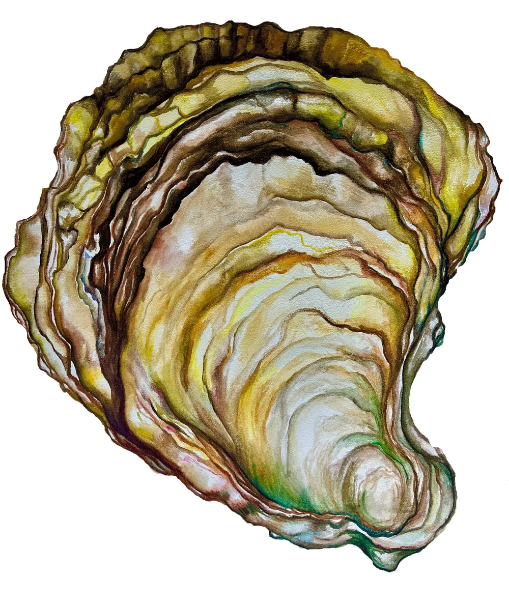 Menemsha Petit Oyster Print — Sarah Nelson Fine Art
