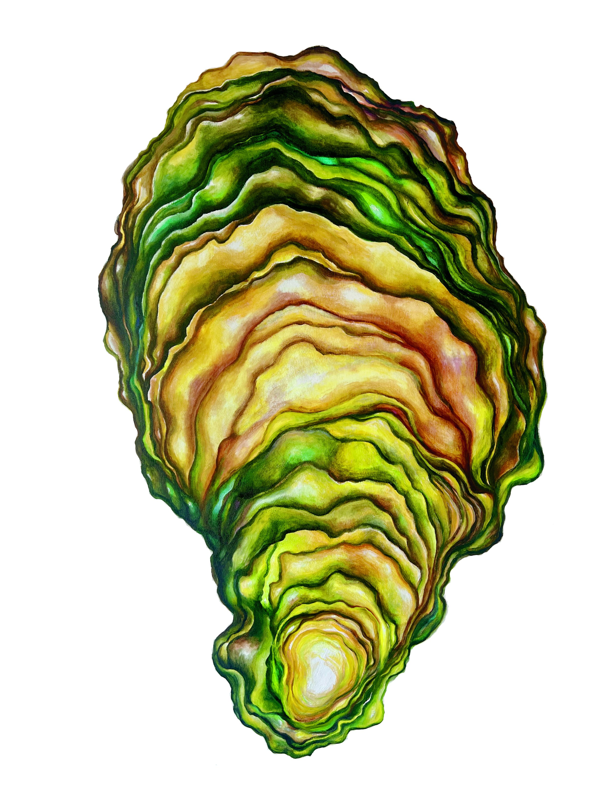 boomerang oyster Sarah Nelson.jpg