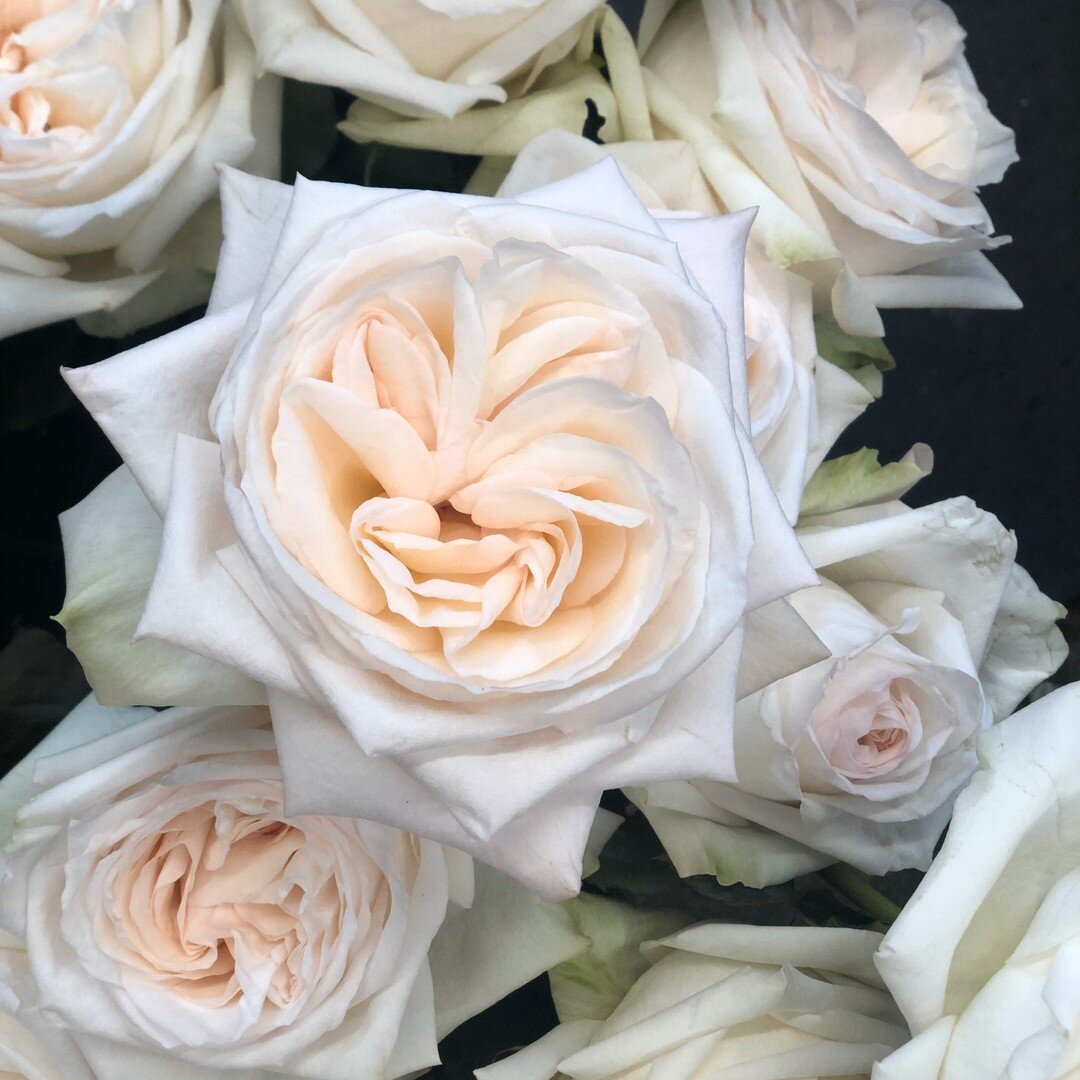 Can&rsquo;t go wrong with a classic white garden rose 🤍⠀⠀⠀⠀⠀⠀⠀⠀⠀
.⠀⠀⠀⠀⠀⠀⠀⠀⠀
.⠀⠀⠀⠀⠀⠀⠀⠀⠀
.⠀⠀⠀⠀⠀⠀⠀⠀⠀
.⠀⠀⠀⠀⠀⠀⠀⠀⠀
.⠀⠀⠀⠀⠀⠀⠀⠀⠀
#wedding #weddings #weddingflowers #weddingflorist #bride #bridesmaids #bouquet #flowers #florist #weddingceremony #weddingrecept