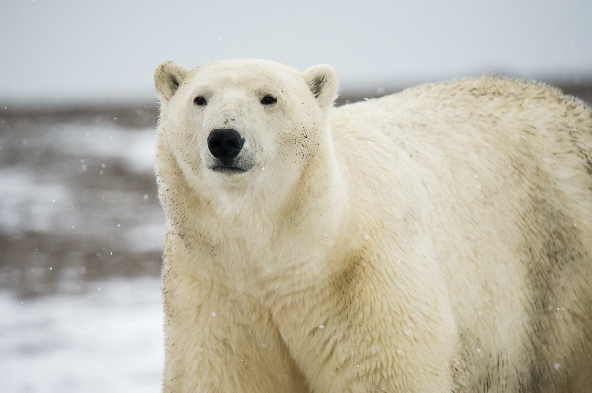 JanDeNapoliPolarBears-1044.jpg