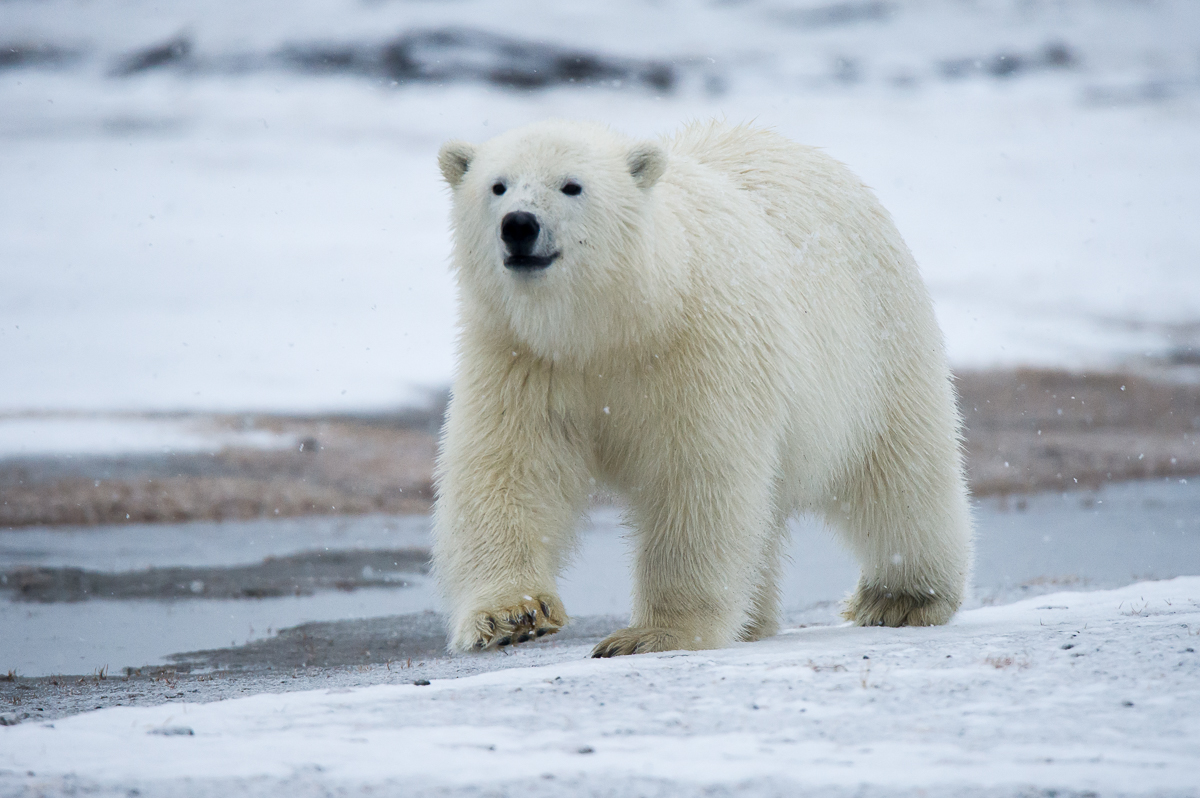 Alaska Polar Bear Tours Kaktovik Alaska — Earth Adventures