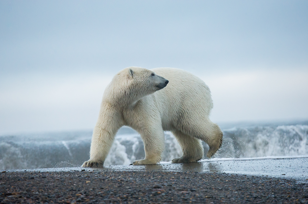 Alaska Polar Bear Tours Kaktovik Alaska — Earth Adventures