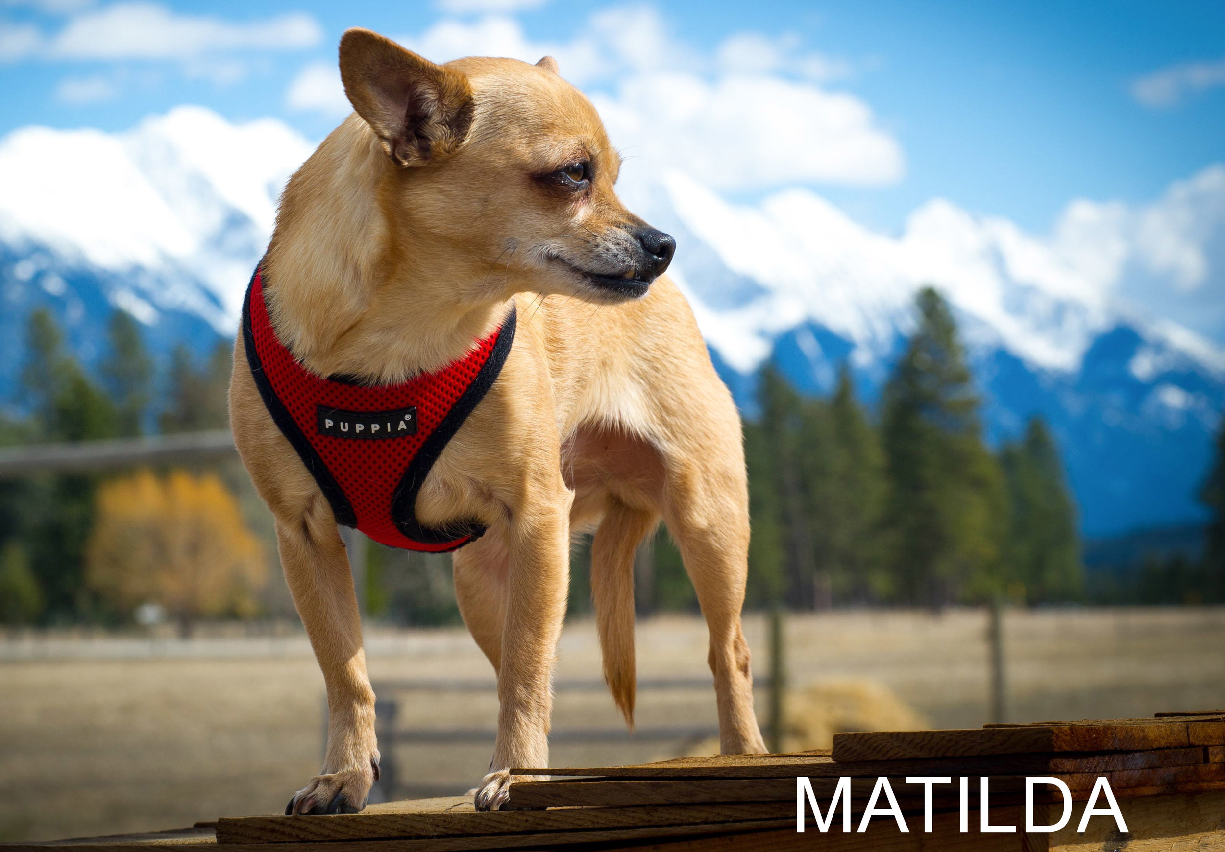 “Matilda”