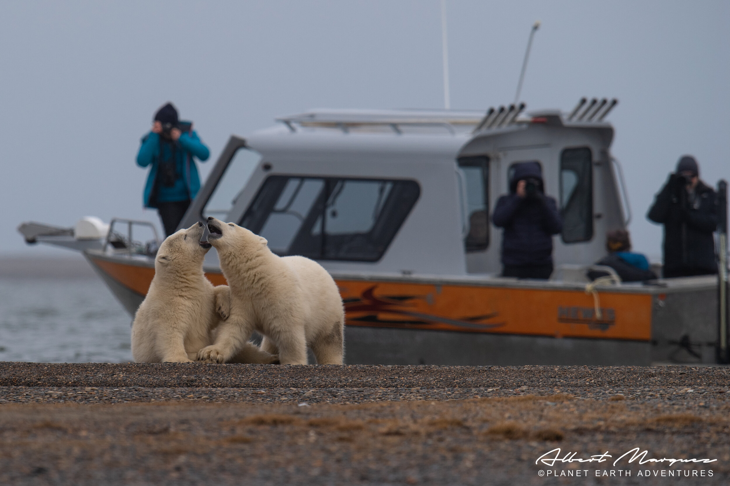 kaktovik bear tours