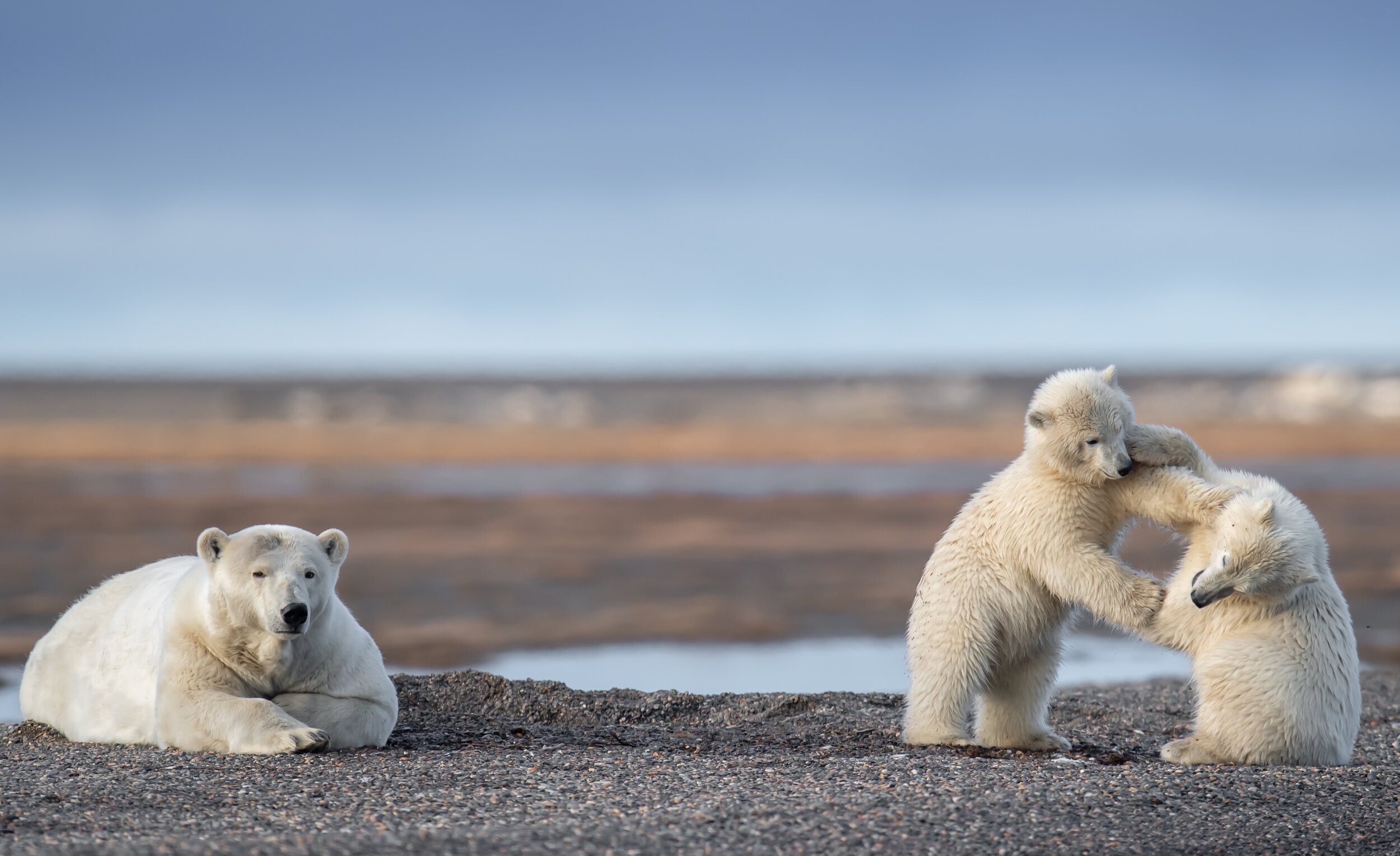 kaktovik bear tours