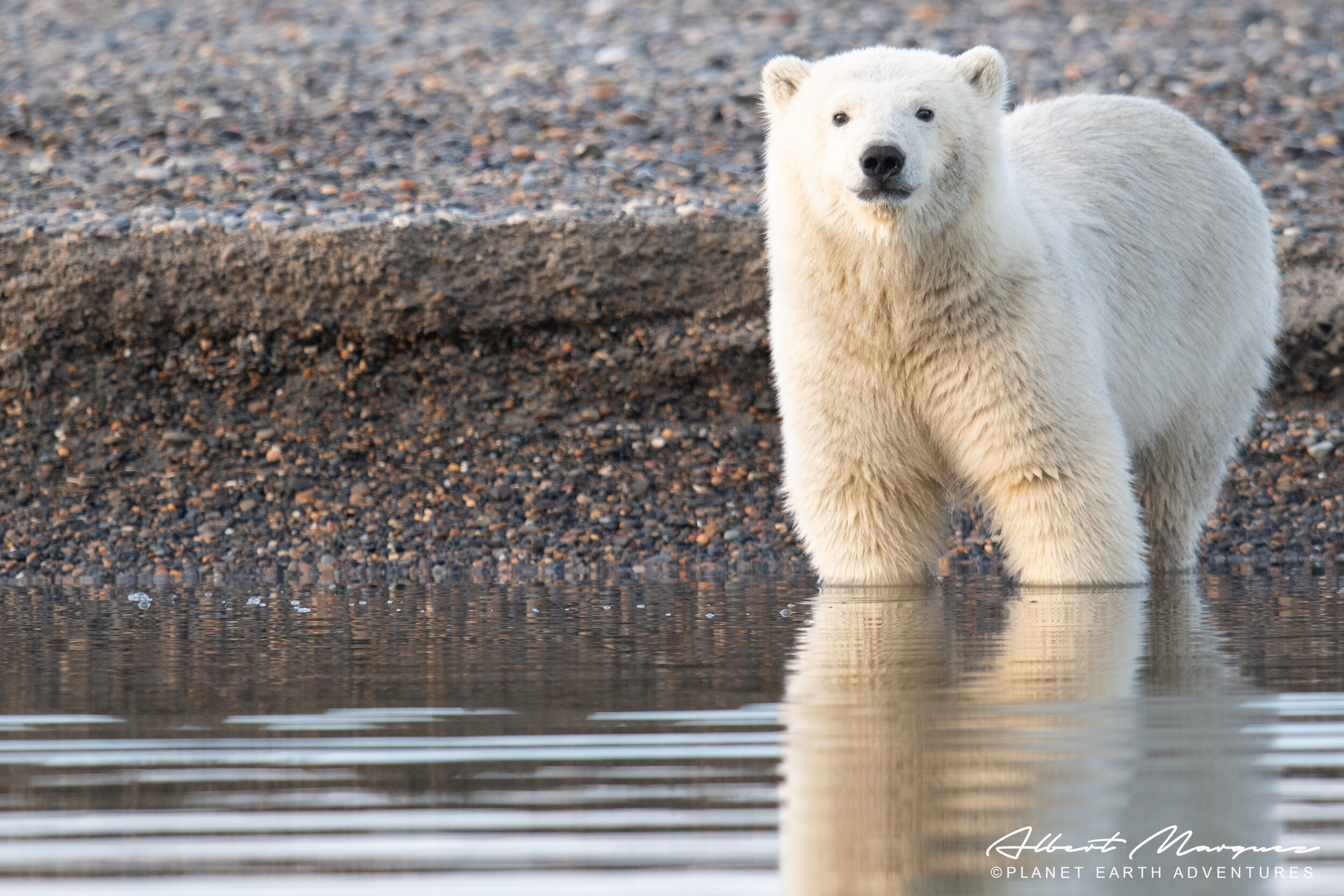 kaktovik bear tours