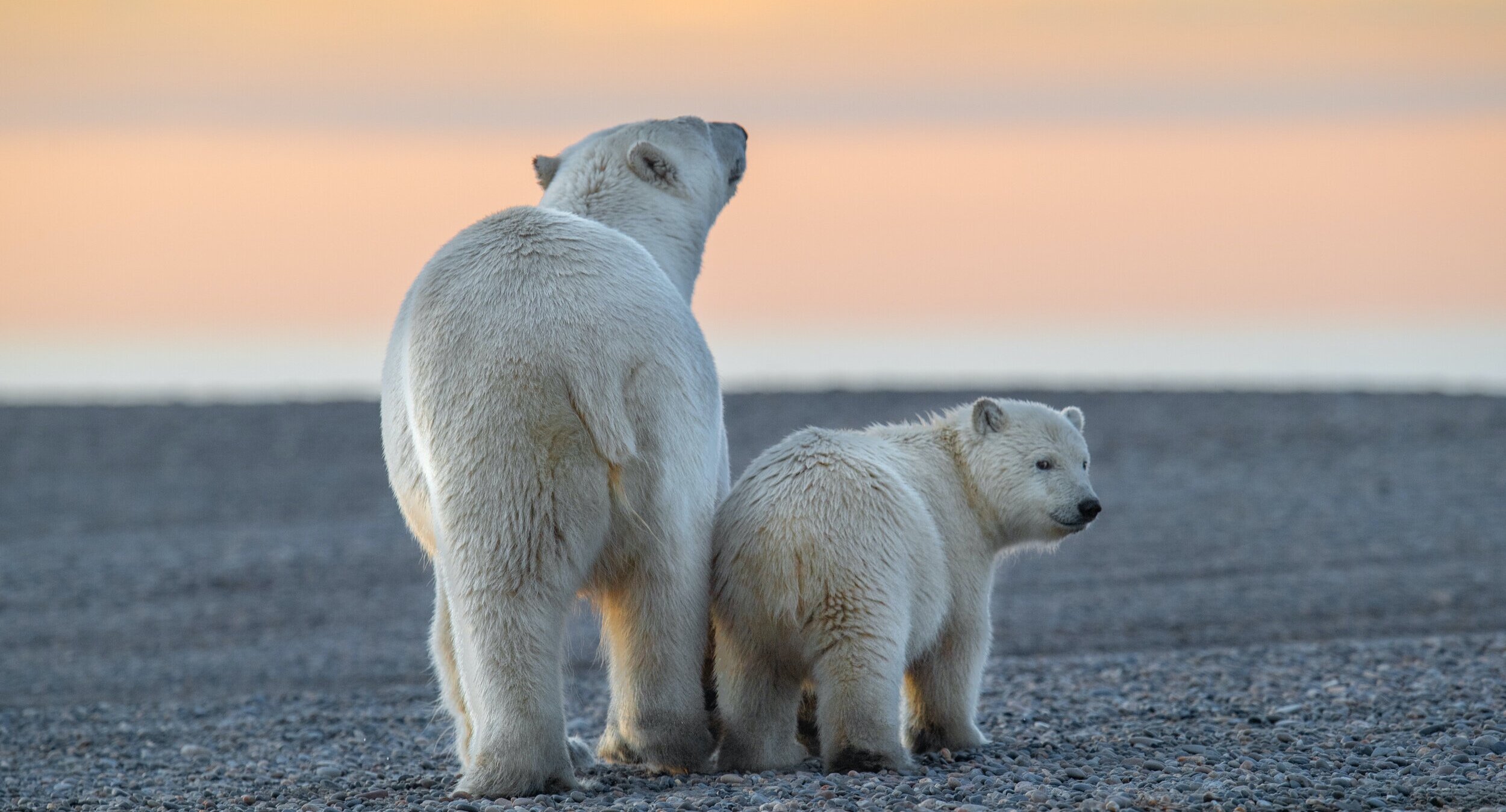 kaktovik arctic tours